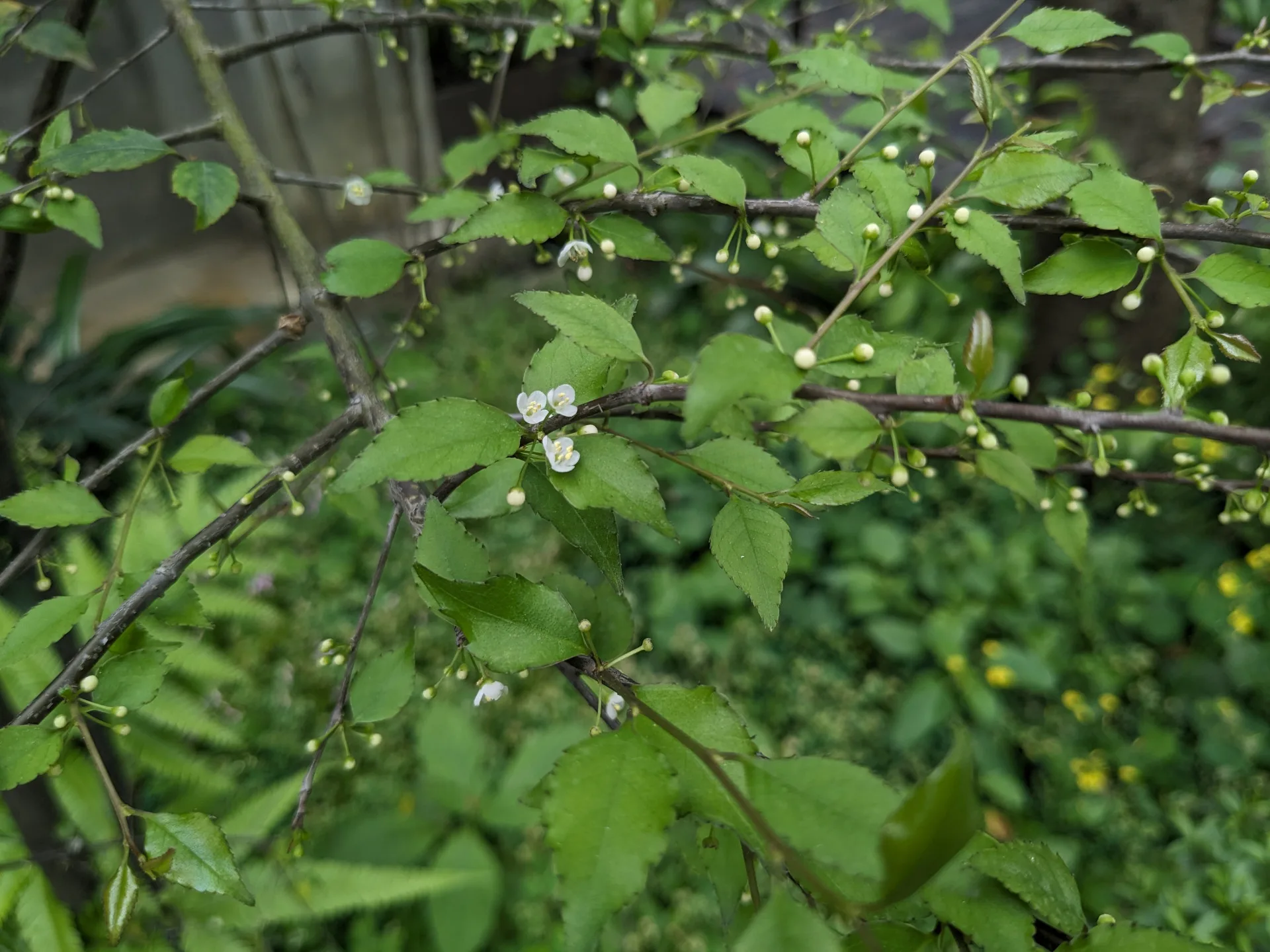 臺中分署提供燈稱花。臺中分署提供。
