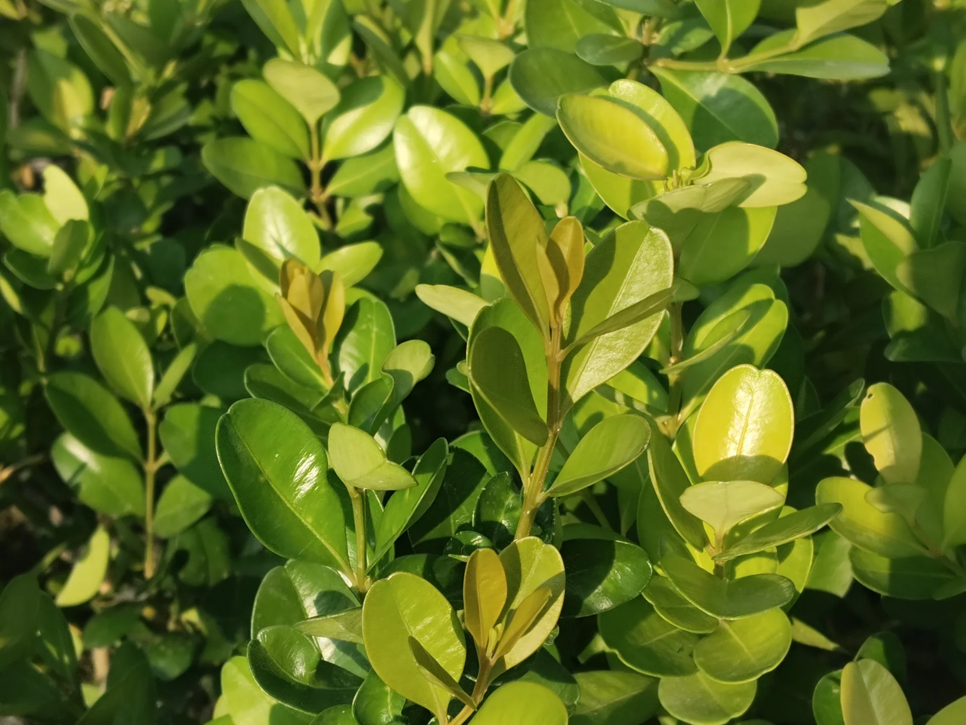 嘉義分署提供黃楊。嘉義分署提供