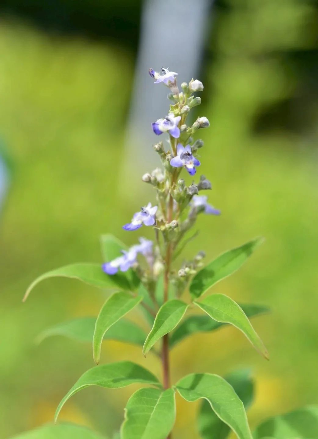屏東分署提供黃荊。屏東分署提供