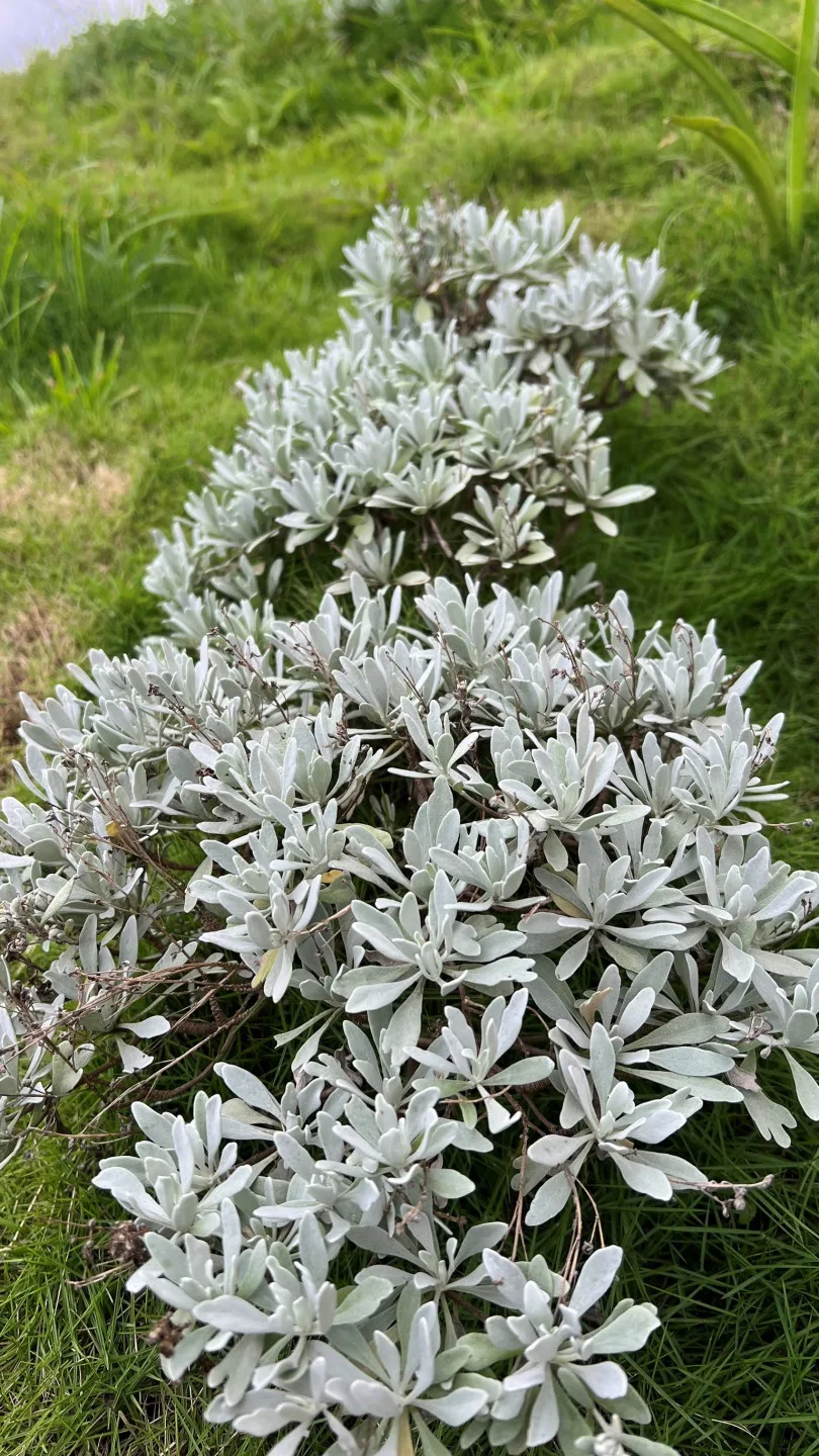 花蓮分署提供蘄(ㄑ一ˊ)艾(俗稱芙蓉。花蓮分署提供