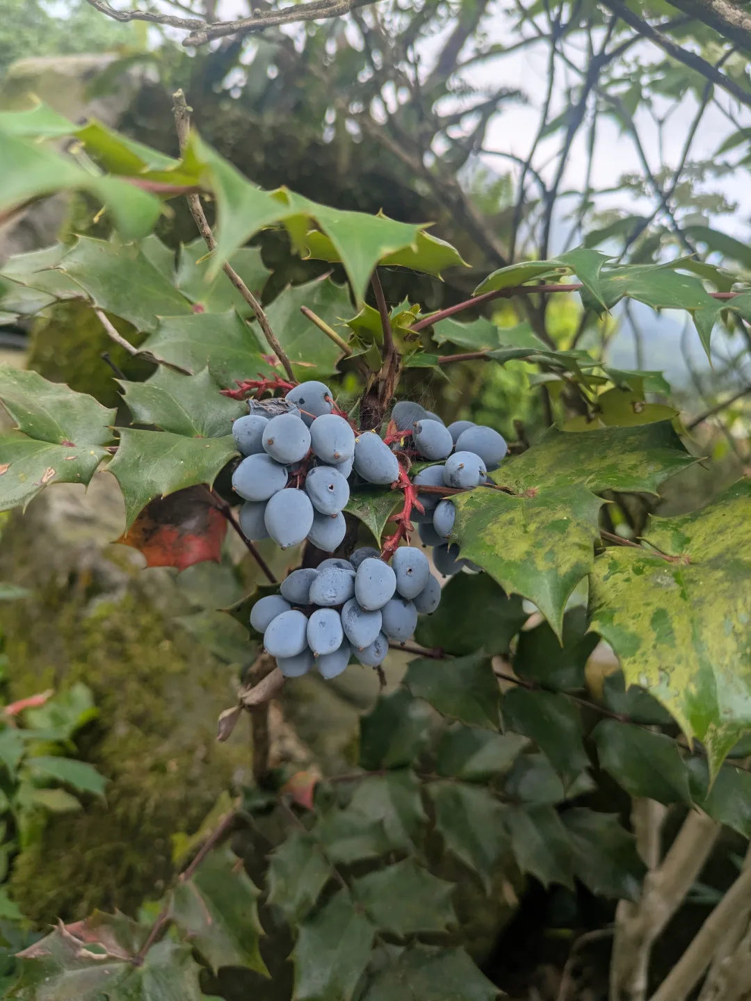 宜蘭分署提供竹子山十大功勞。宜蘭分署提供