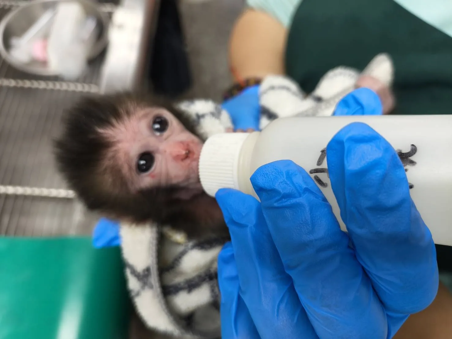 美濃版Panchi送至壽山動物園後，園方以人工哺乳餵食餵食幼猴。圖片來源：壽山動物園粉絲團