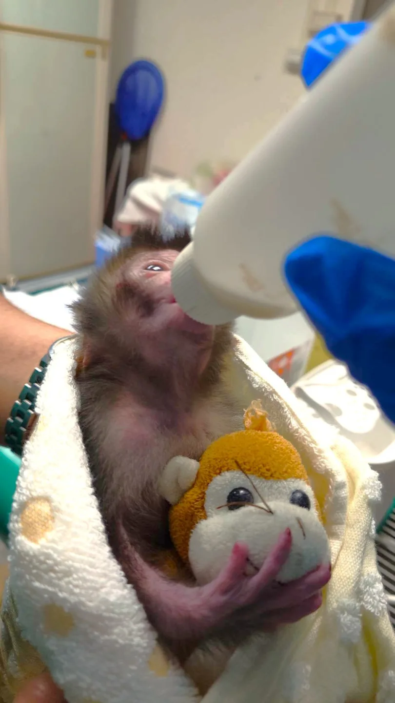 壽山動物園園方為了讓幼猴有所依靠，也給了幼猴布偶娃娃當做陪伴。圖片來源：壽山動物園粉絲團