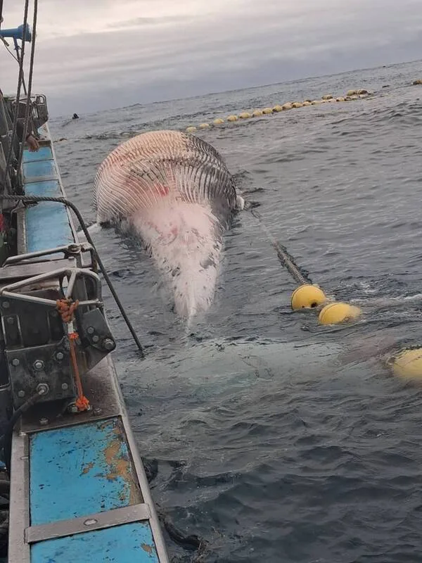 花蓮縣定置漁網業者4日上午巡視位於崇德外海的漁場時發現有一頭鯨魚卡在網內,隨即通報,後續發現鯨屍已有腐爛情形,疑為死亡後漂入漁場內。民眾提供