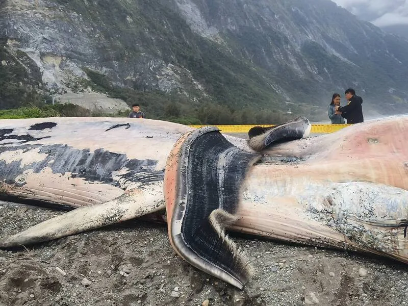 花蓮縣崇德外海一處定置漁場內4日上午被發現有一頭體長約15.4公尺的鯨魚屍體,疑為死亡後漂入漁場內。專家初判可能是長須鯨或大村鯨。民眾提供