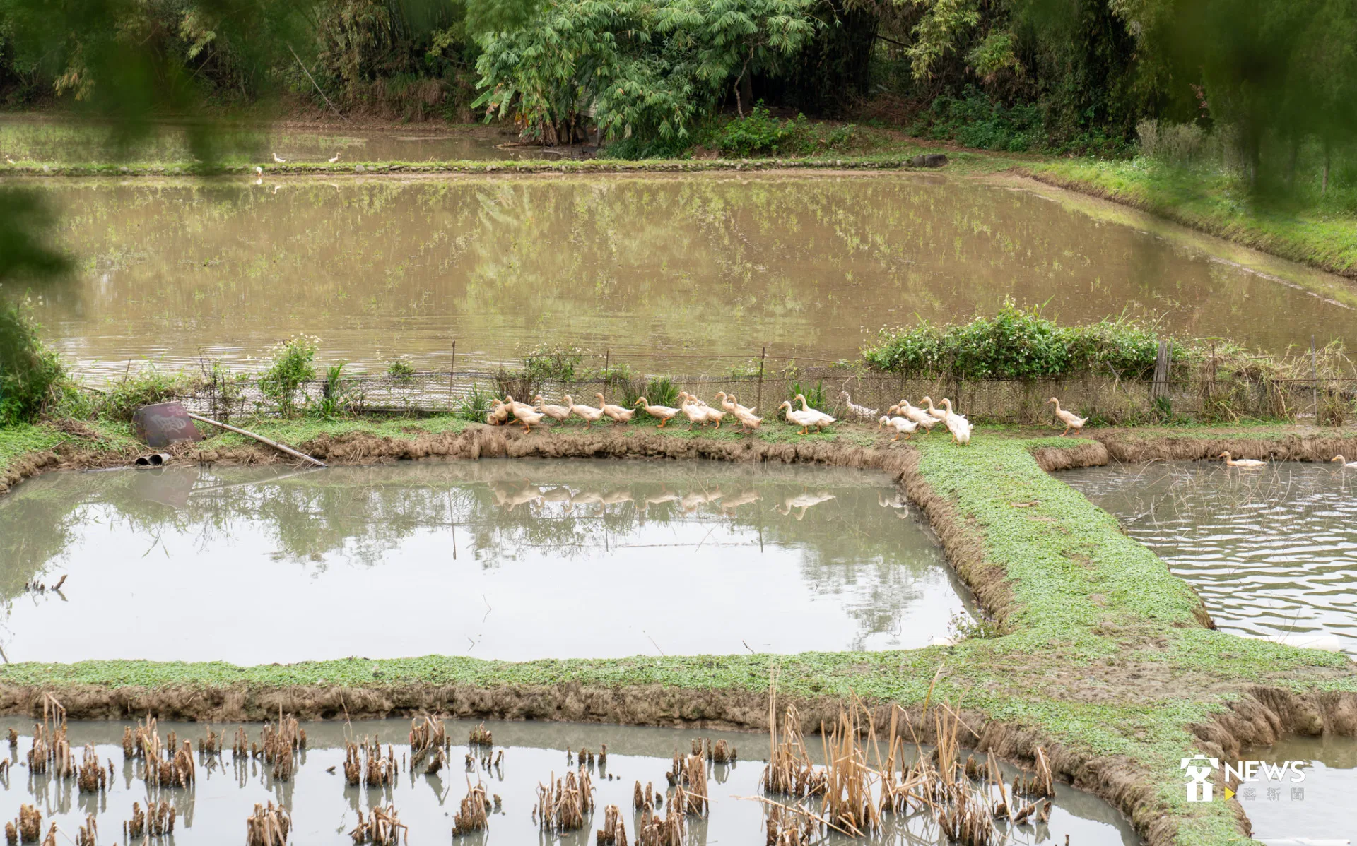 峨眉鴨間稻田景觀。李宥妍攝
