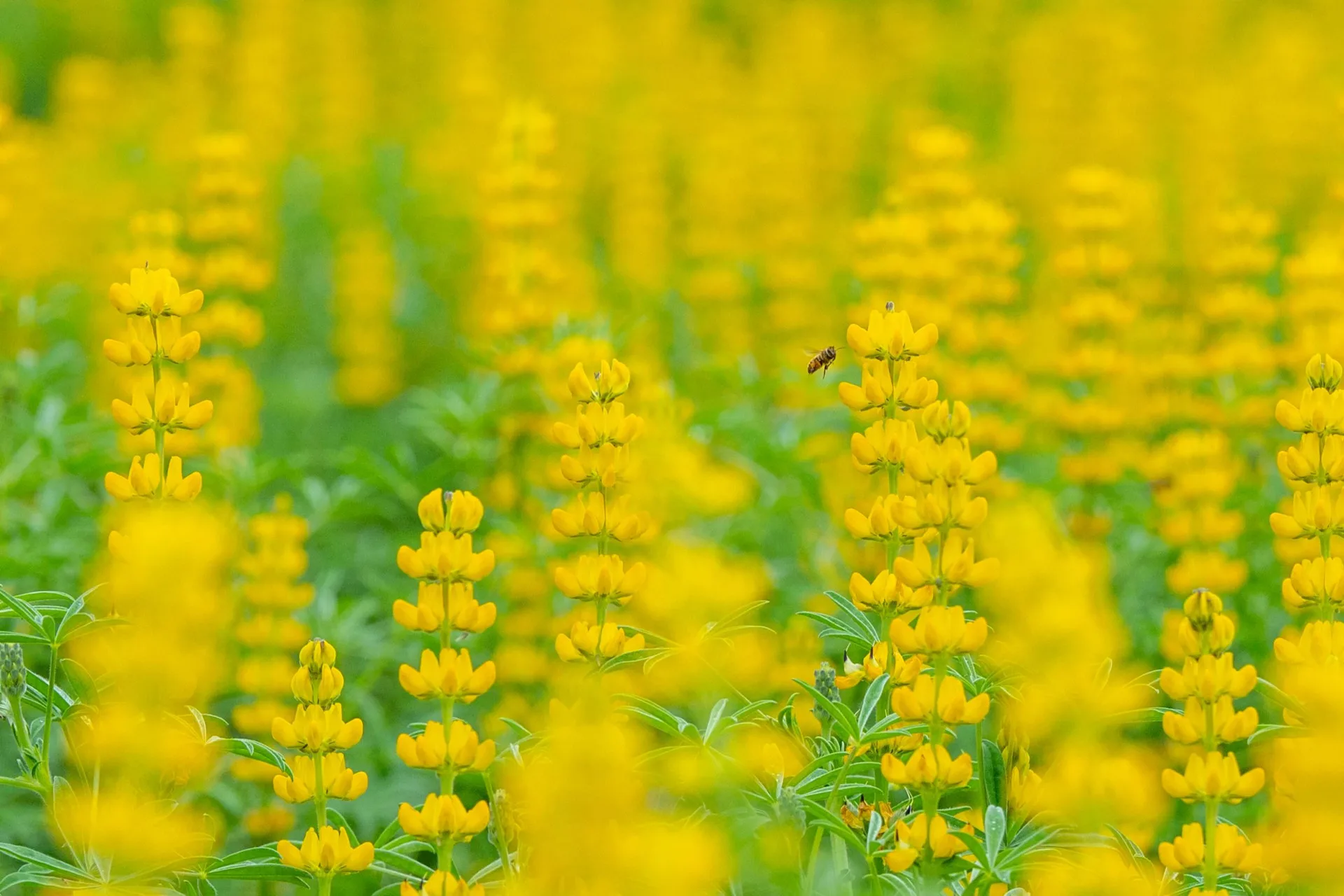 2026魯冰花季。桃園龍潭魯冰花盛開。