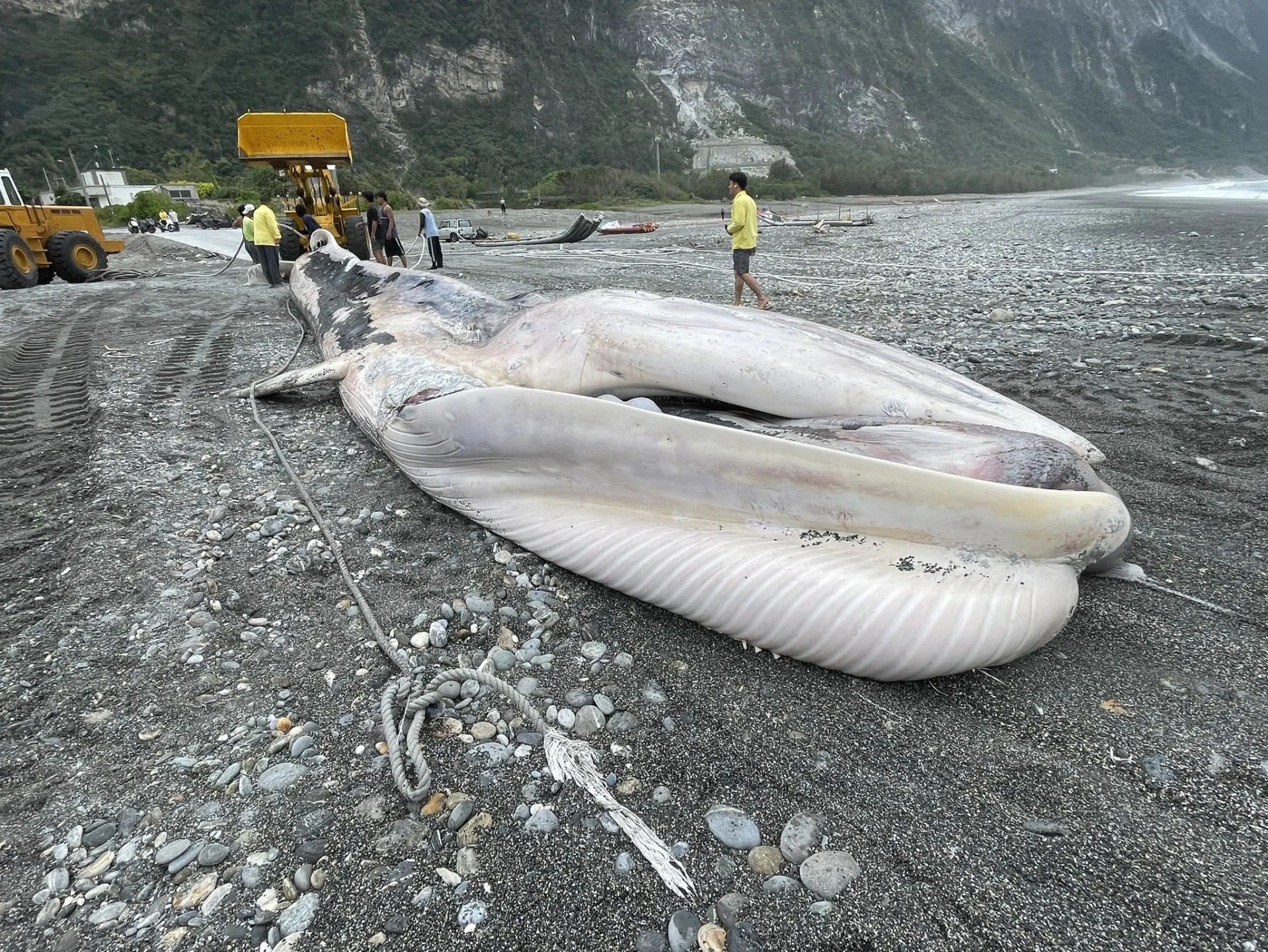 花蓮縣崇德外海一處定置漁場內4日上午被發現有一頭體長約15.4公尺的鯨魚屍體，疑為死亡後漂入漁場內。專家初判可能是長須鯨或大村鯨。海保署提供