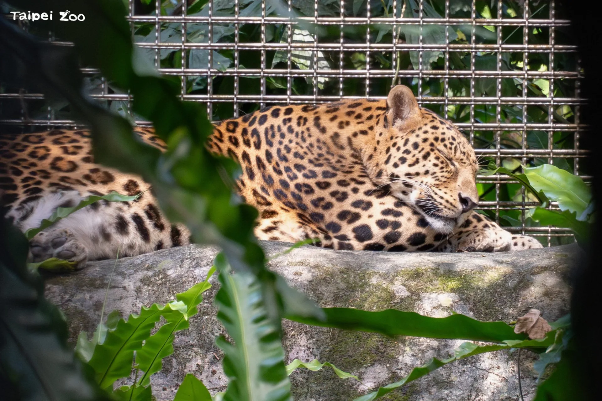 「花郎」經常趴在活動場深處曬太陽。臺北市立立動物園提供