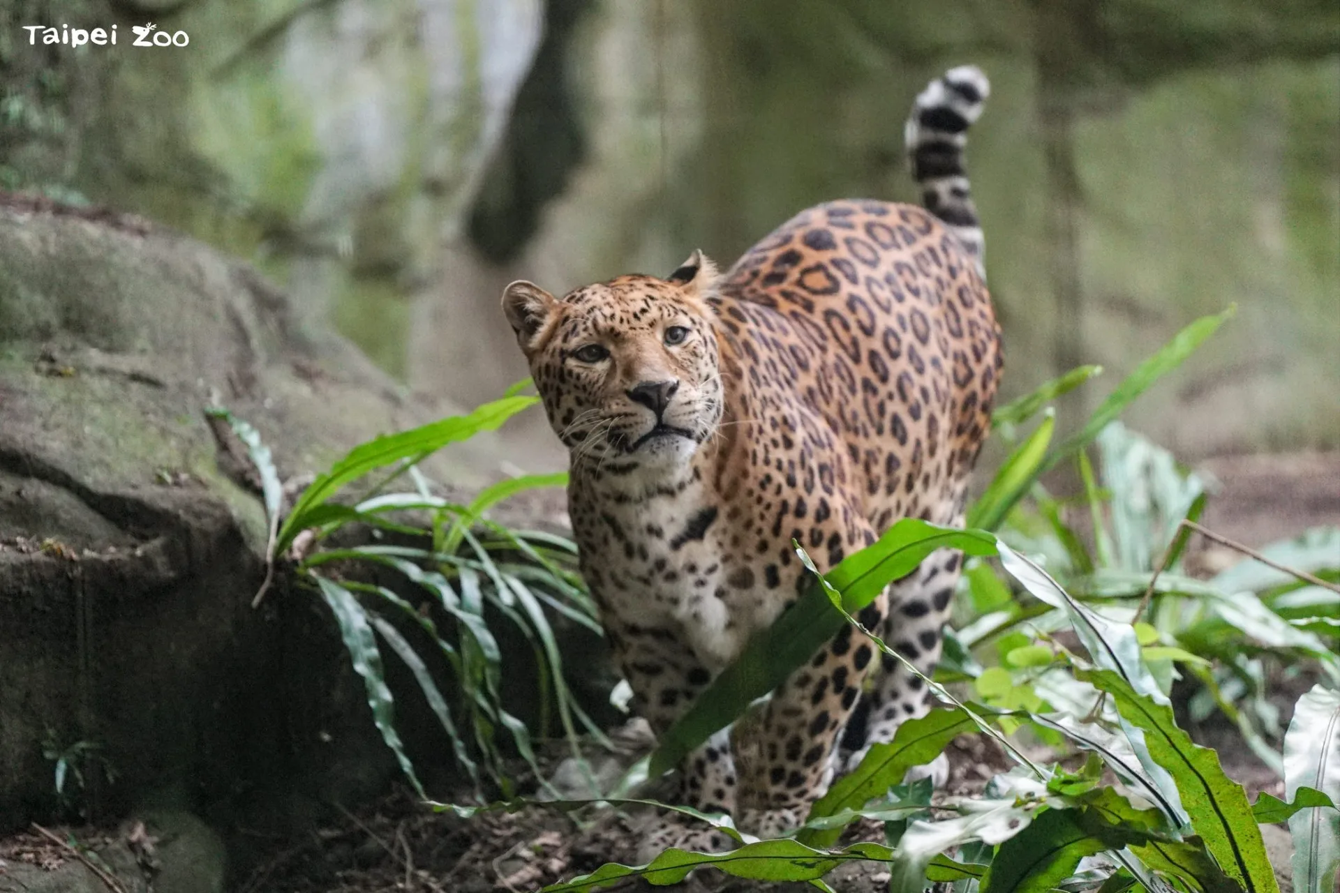 感謝「花郎」在熱帶雨林區陪伴大家的歲月。臺北市立動物園提供