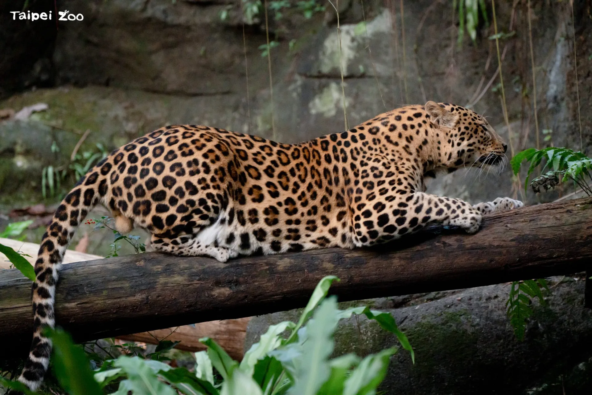 「花郎」喜歡棲息在樹幹上，有時會放鬆地用樹幹磨爪。