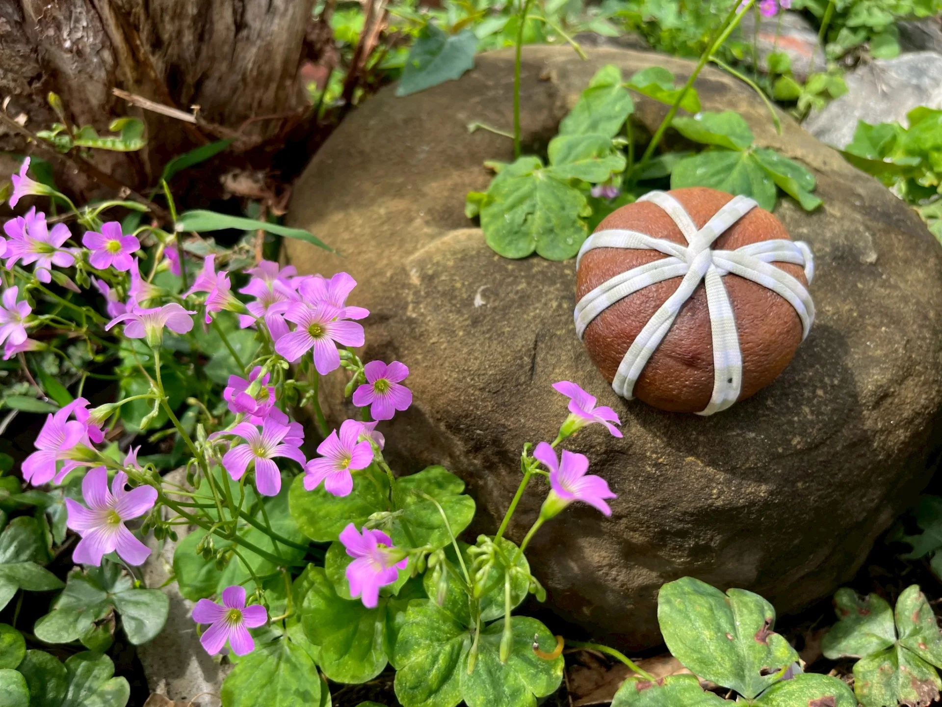 在反覆蒸、壓、晒當中，酸柑色澤漸深，要如此不間斷3個月至半年。徐彩雲攝