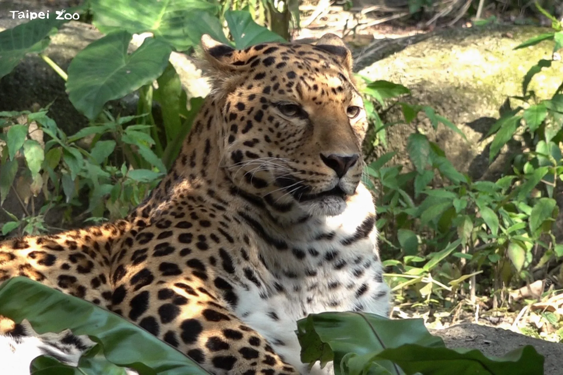 「花郎」光影般的美麗花紋，讓牠輕易隱藏在樹叢中，常常讓遊客好奇尋找牠的身影。