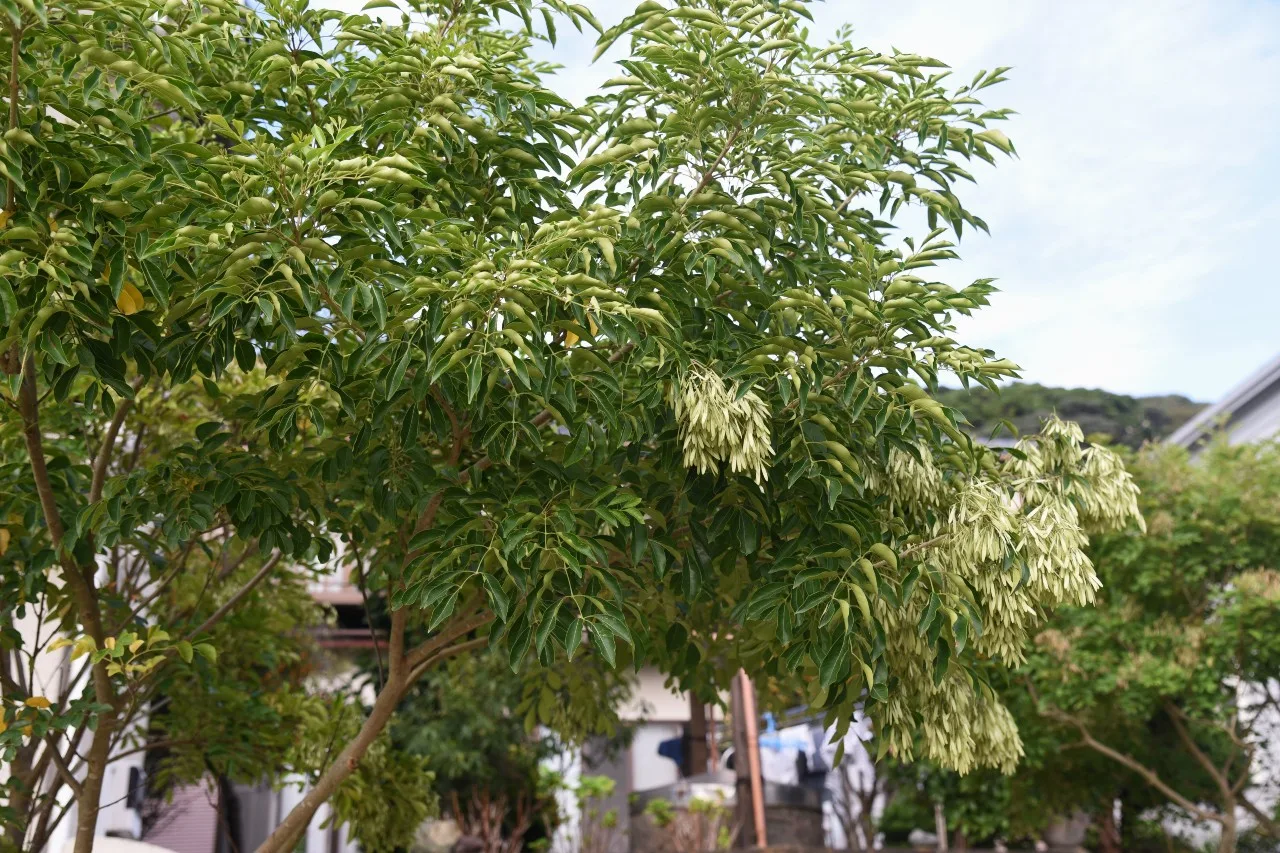 光臘樹為半落葉大喬木，株高可達20公尺以上。喜溫暖多濕之環境，陽光需求強。可用於行道樹、庭園樹。翻攝自深水苗圃