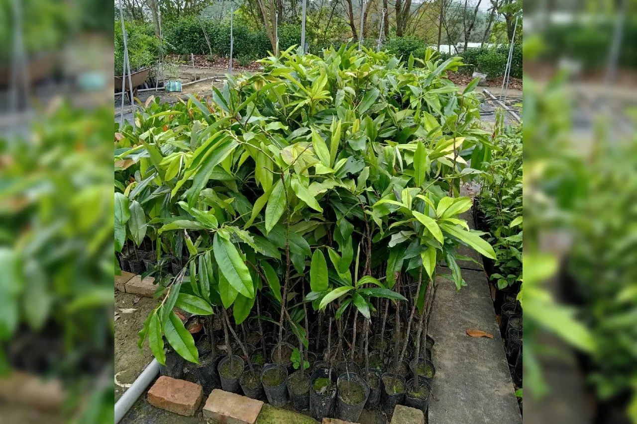 毛柿為常綠喬木，樹高 8至20 公尺，冠幅 2至4 公尺，喜溫暖氣候但也耐寒，是黑檀木的一種名貴木材，通常加工做珍貴之工藝品。翻攝自深水苗圃