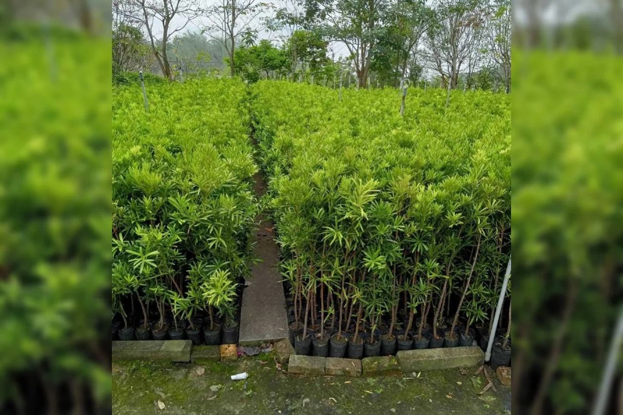 羅漢松為常綠中喬木，常用庭園景觀樹或盆栽、藥用植物。適性排水、日照需良好。喜溫暖至高溫，生育適溫約18至30℃。翻攝自深水苗圃