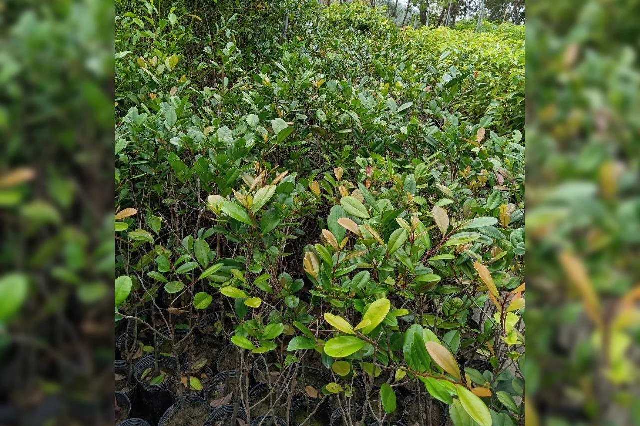 常綠灌木或小喬木，高 2至5 公尺，喜高溫、濕潤和半陰環境。適於作家屋之圓柱，常被做為裝飾材料用。翻攝自深水苗圃