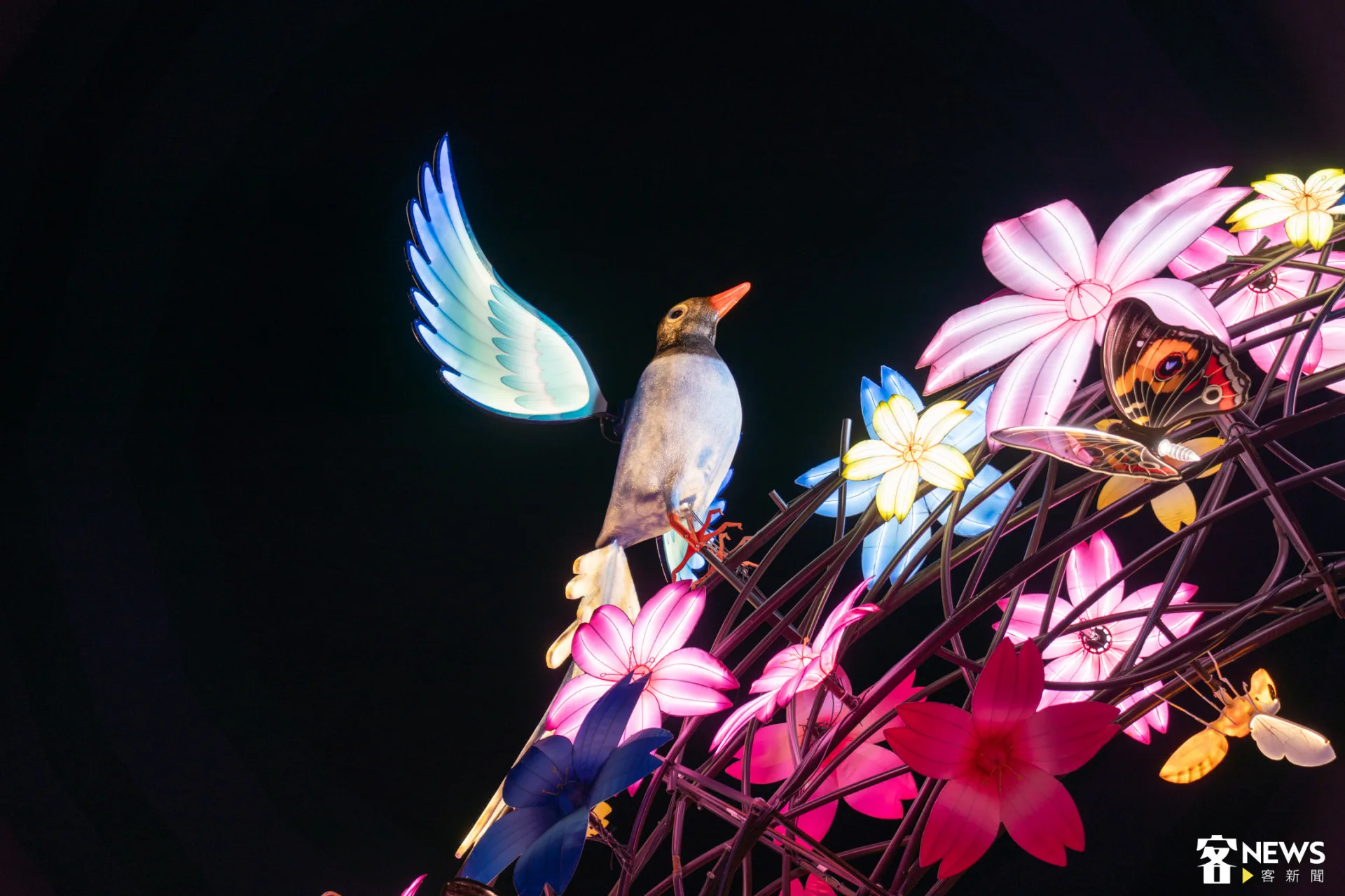 台灣特有種藍雀充滿新春的氣氛。朱愷元攝