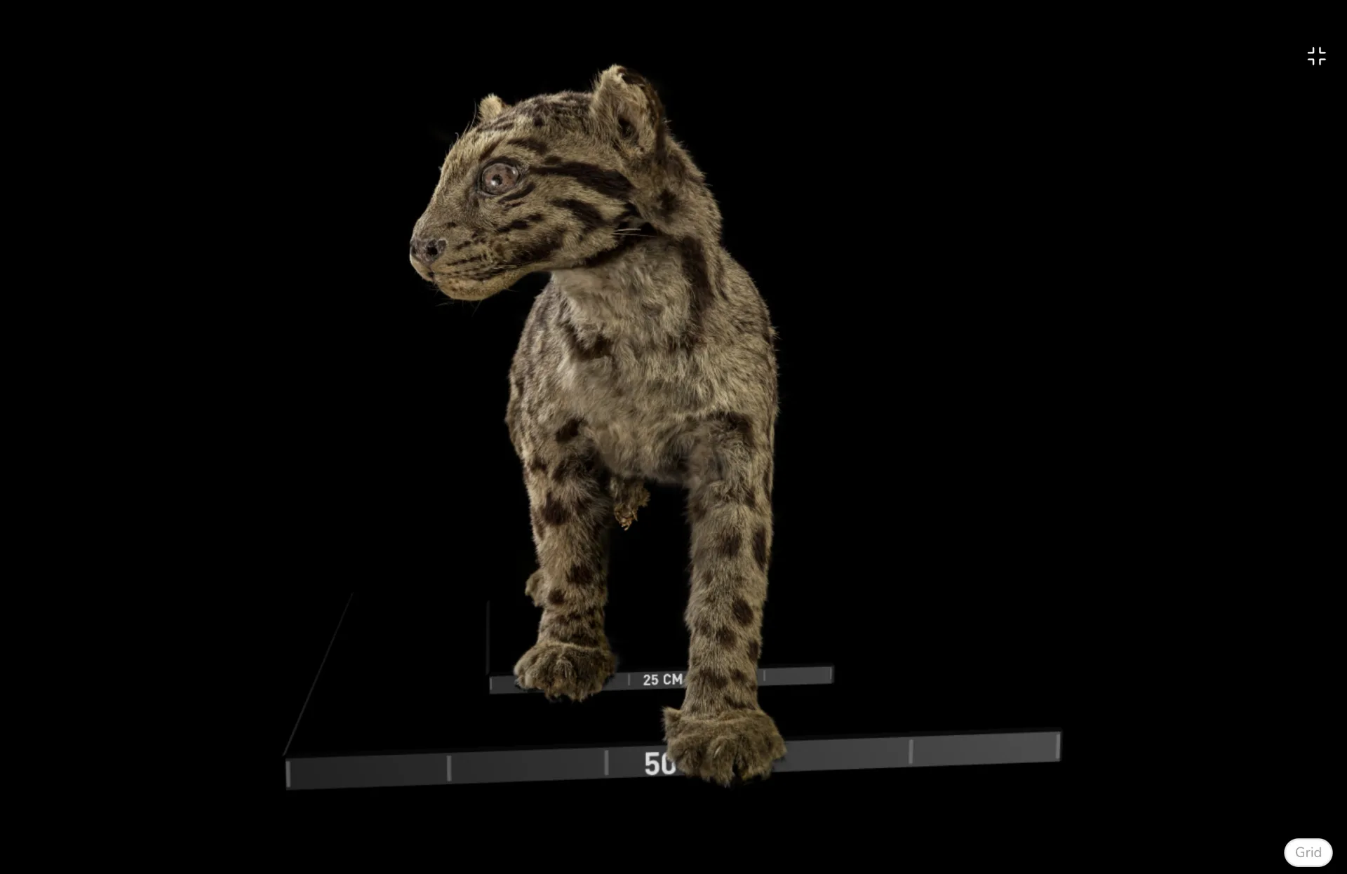 近百年歷史的「台灣雲豹」標本最受歡迎。翻攝自精選典藏網