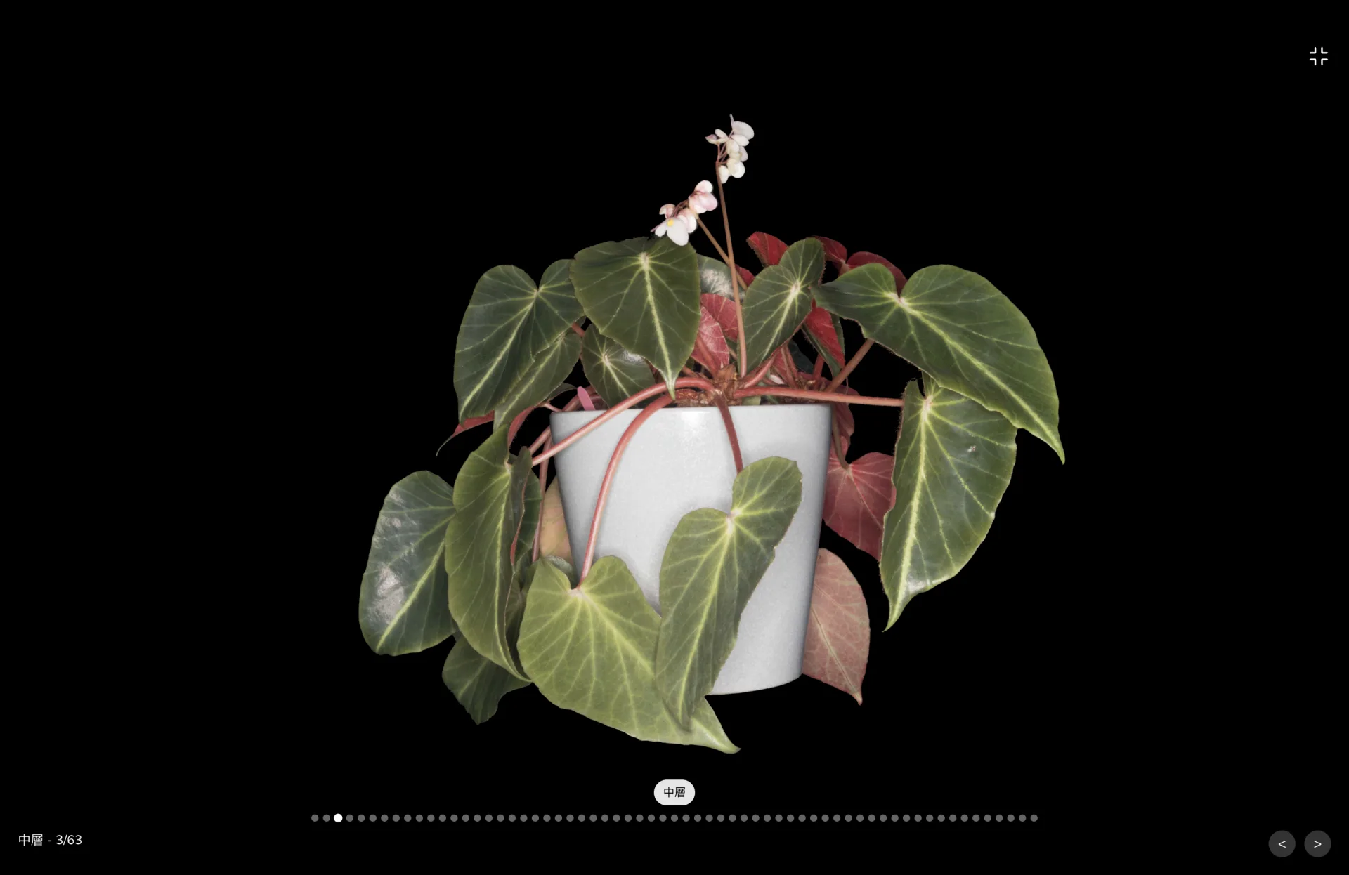 丹尼索瓦人化石、木乃伊、昆蟲、礦物等逾40件數位典藏，從「精選典藏網」，透過手機、平板或電腦，就能以「比肉眼看更精細」的角度。翻攝自精選典藏網