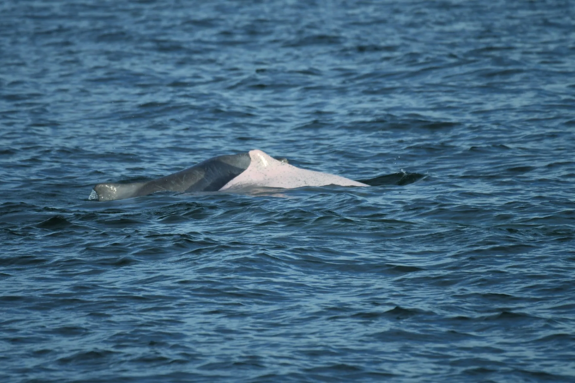 臺灣西部近岸與河口水域，是中華白海豚長年活動的重要棲地。圖為白海豚。海保署提供