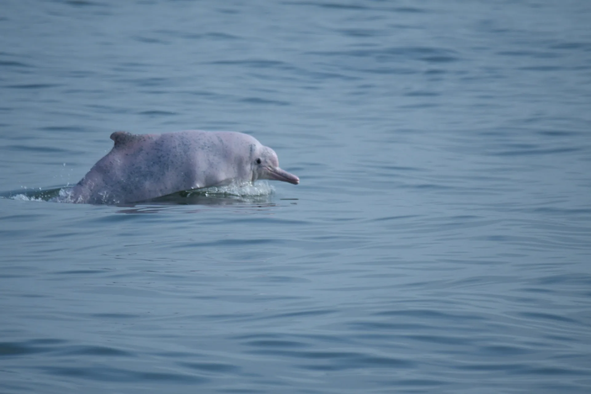 臺灣西部近岸與河口水域，是中華白海豚長年活動的重要棲地。圖為白海豚。海保署提供