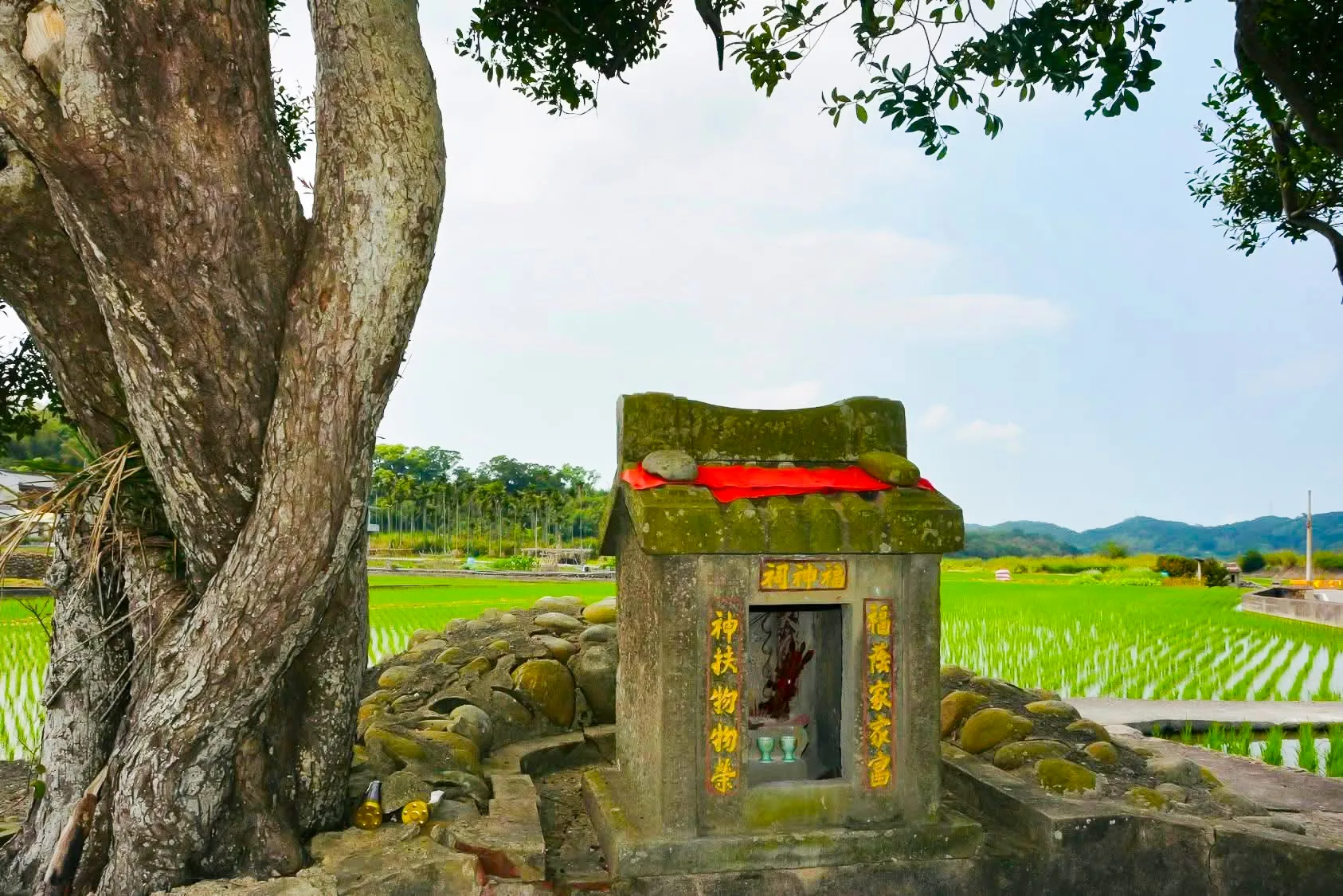 田中央的土地公祠靜靜守望稻田。對農村而言，伯公不只是神祇，更是守護風調雨順與五穀豐收的土地之神。吳慶杰提供