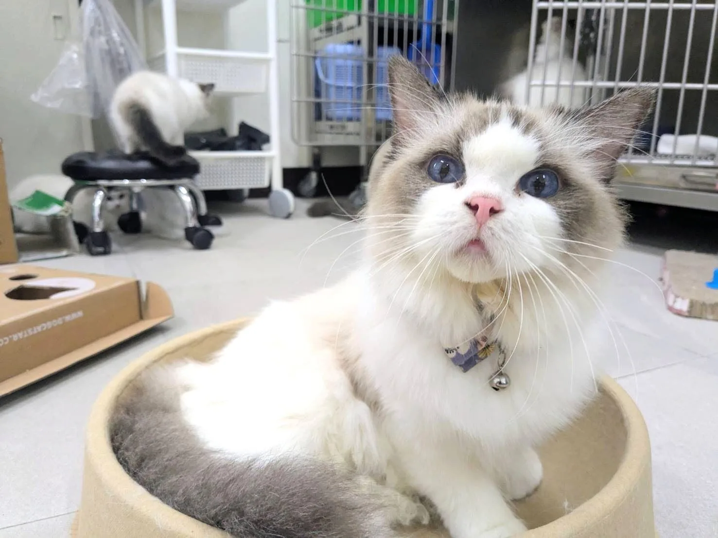 新竹動保所開放認養的布偶貓。竹縣府提供