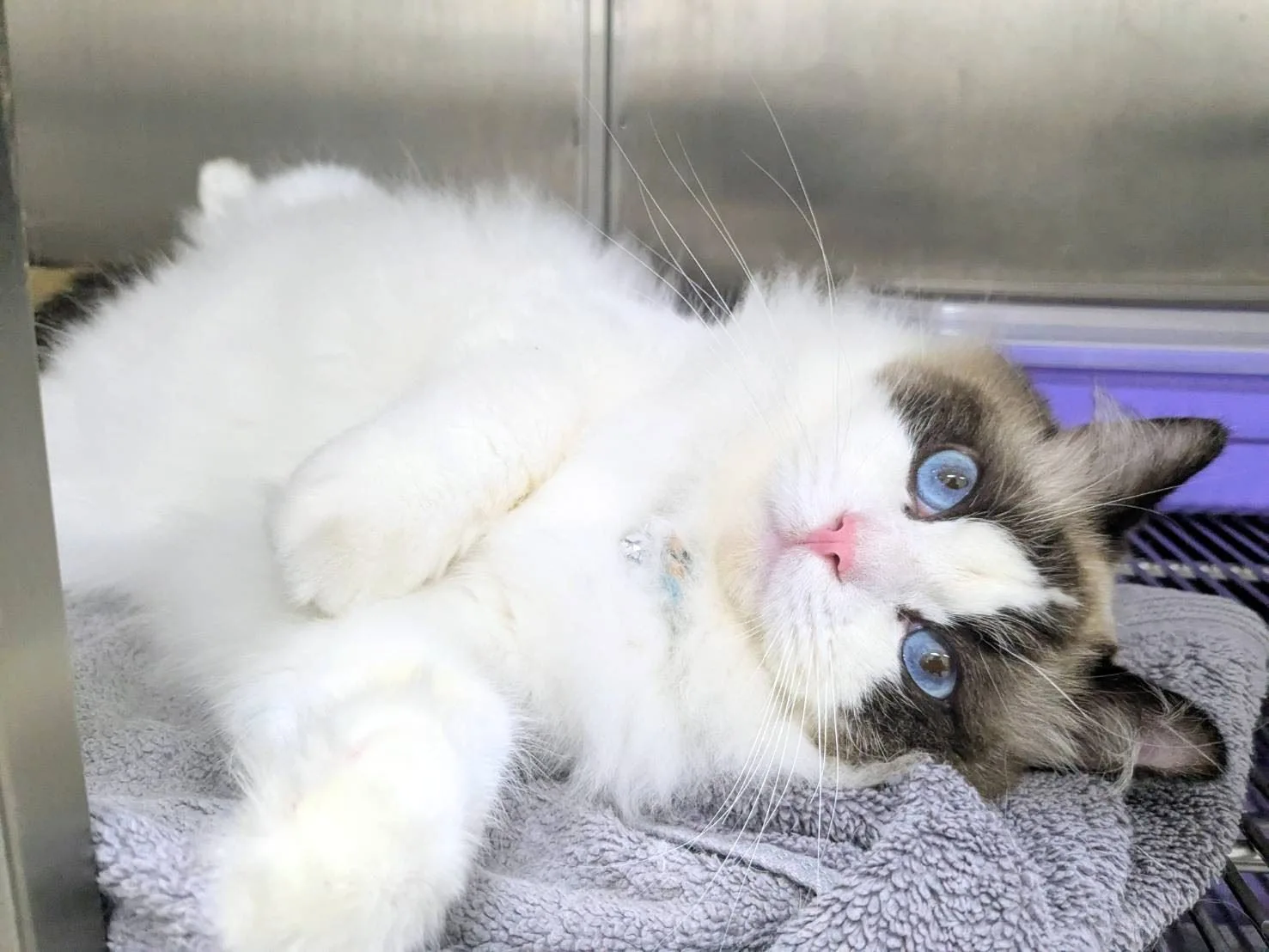 新竹動保所開放認養的布偶貓。竹縣府提供