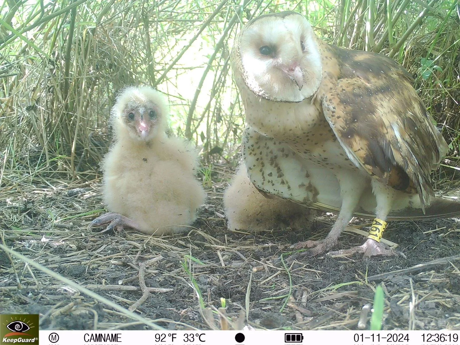 在友善農地成功紀錄到草鴞活動。