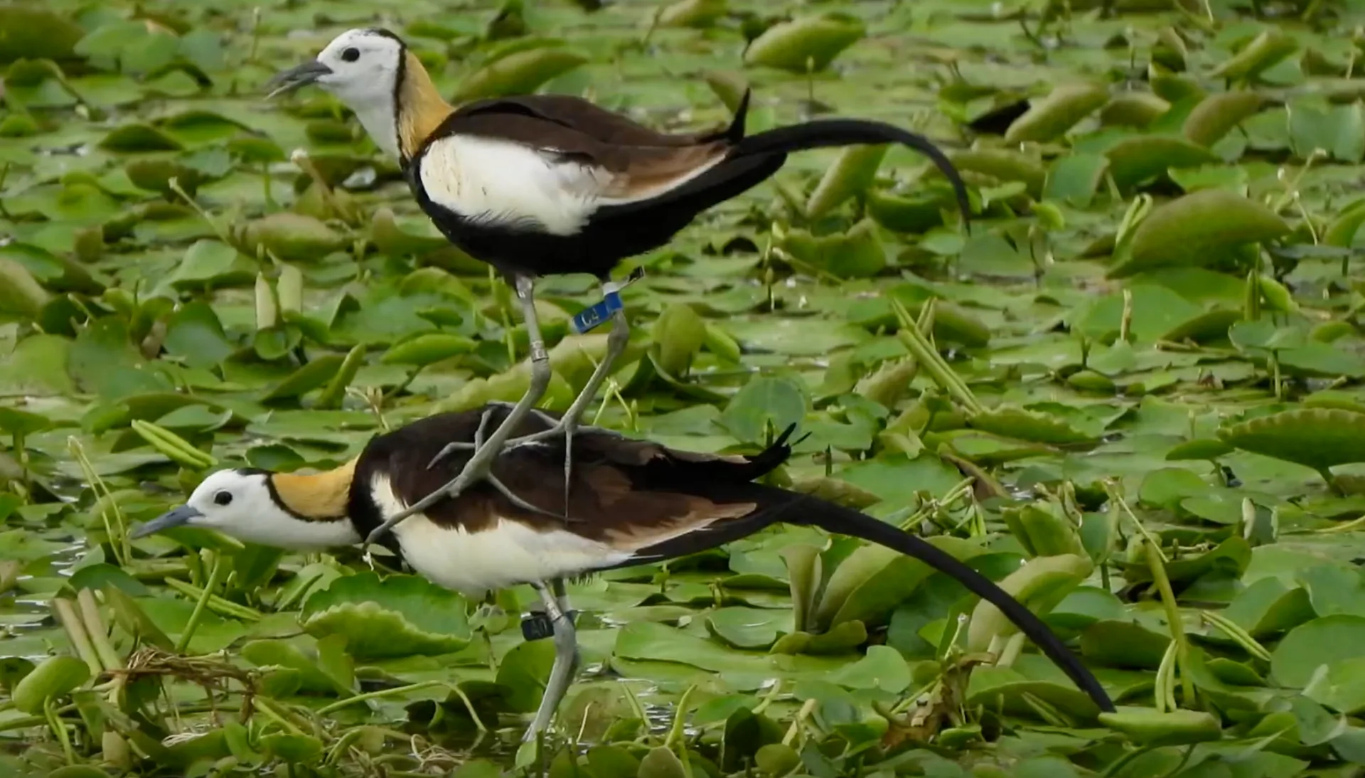 圖為2025年美濃湖第一對配對成功水雉交尾畫面。李慧宜攝