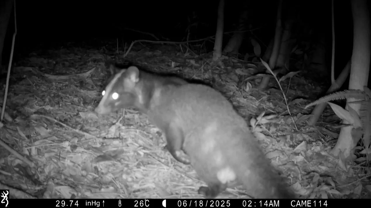 自動相機記錄到夜間活動為主的白鼻心。 南港公園管理所提供