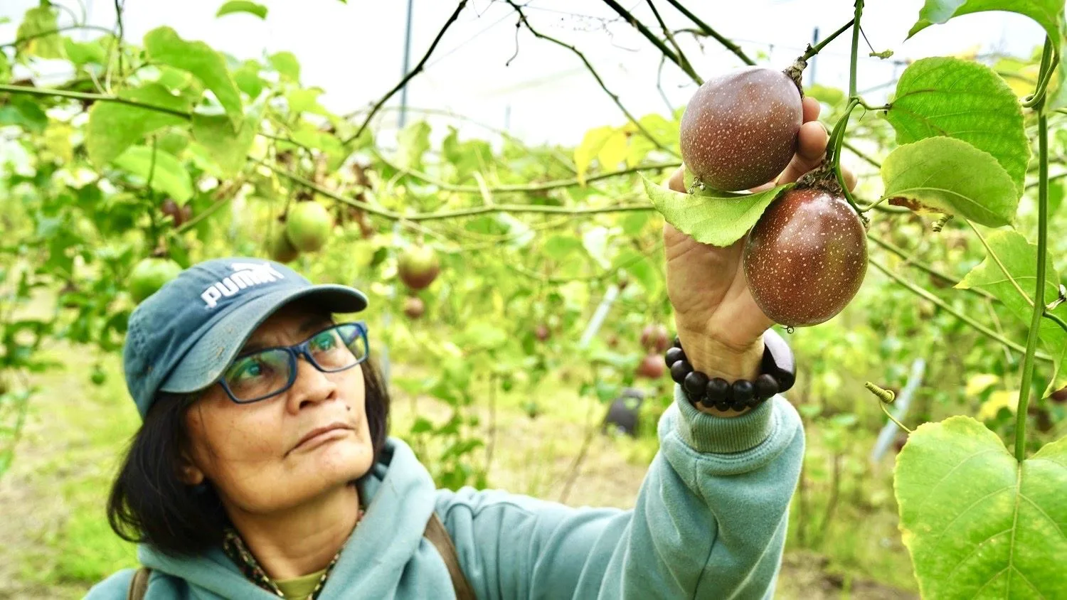 高樹鄉的「彩林農園」配合友善農地與生態保育相關計畫，百香果香氣濃郁。屏縣府提供