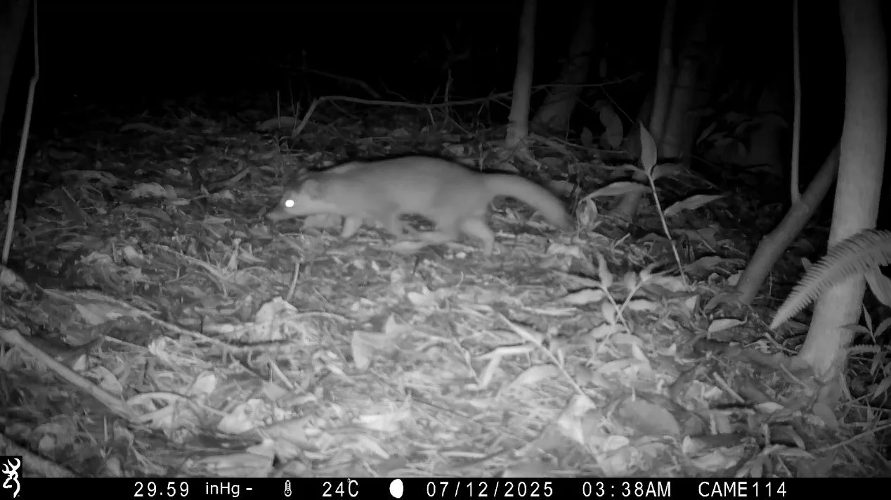 自動相機記錄到夜間活動為主的鼬獾。 南港公園管理所提供