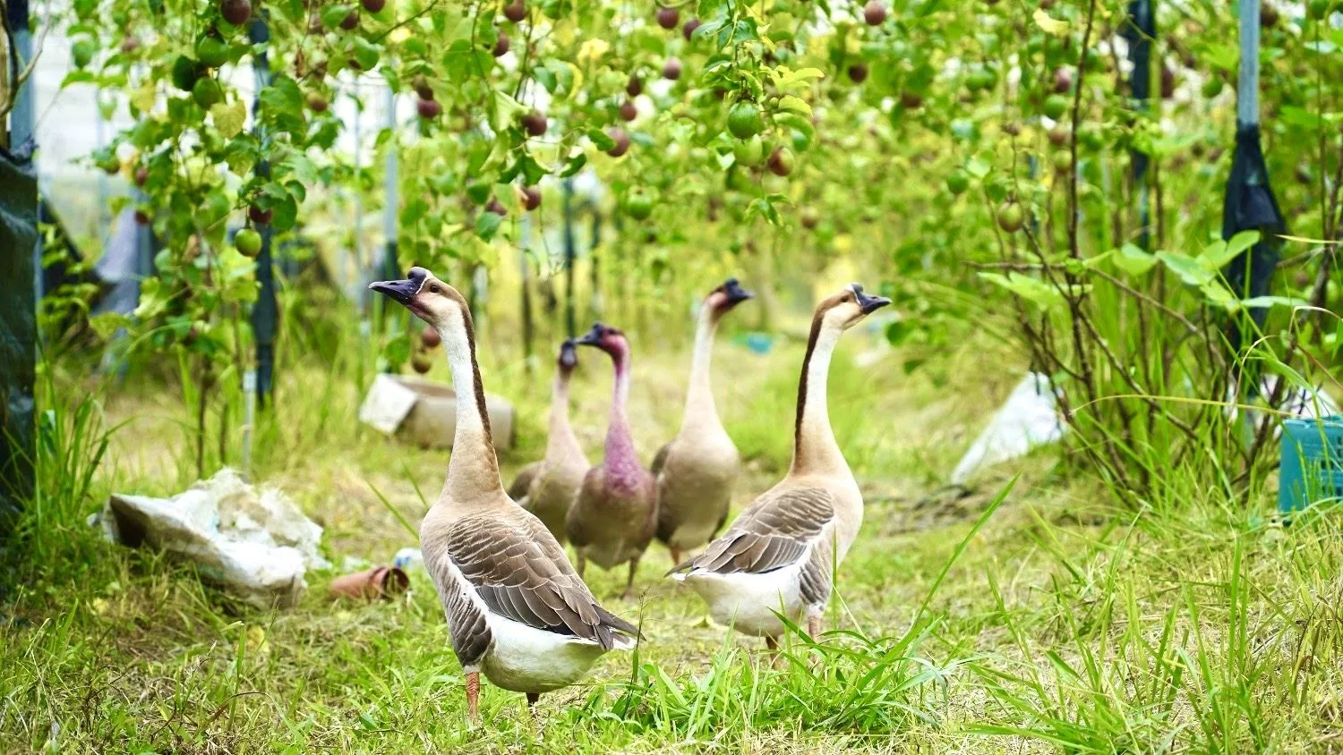 「彩林農園」以被稱為「鵝霸」的鵝群巡守農園，透過自然方式驅離蛇鼠與蟲害。屏縣府提供