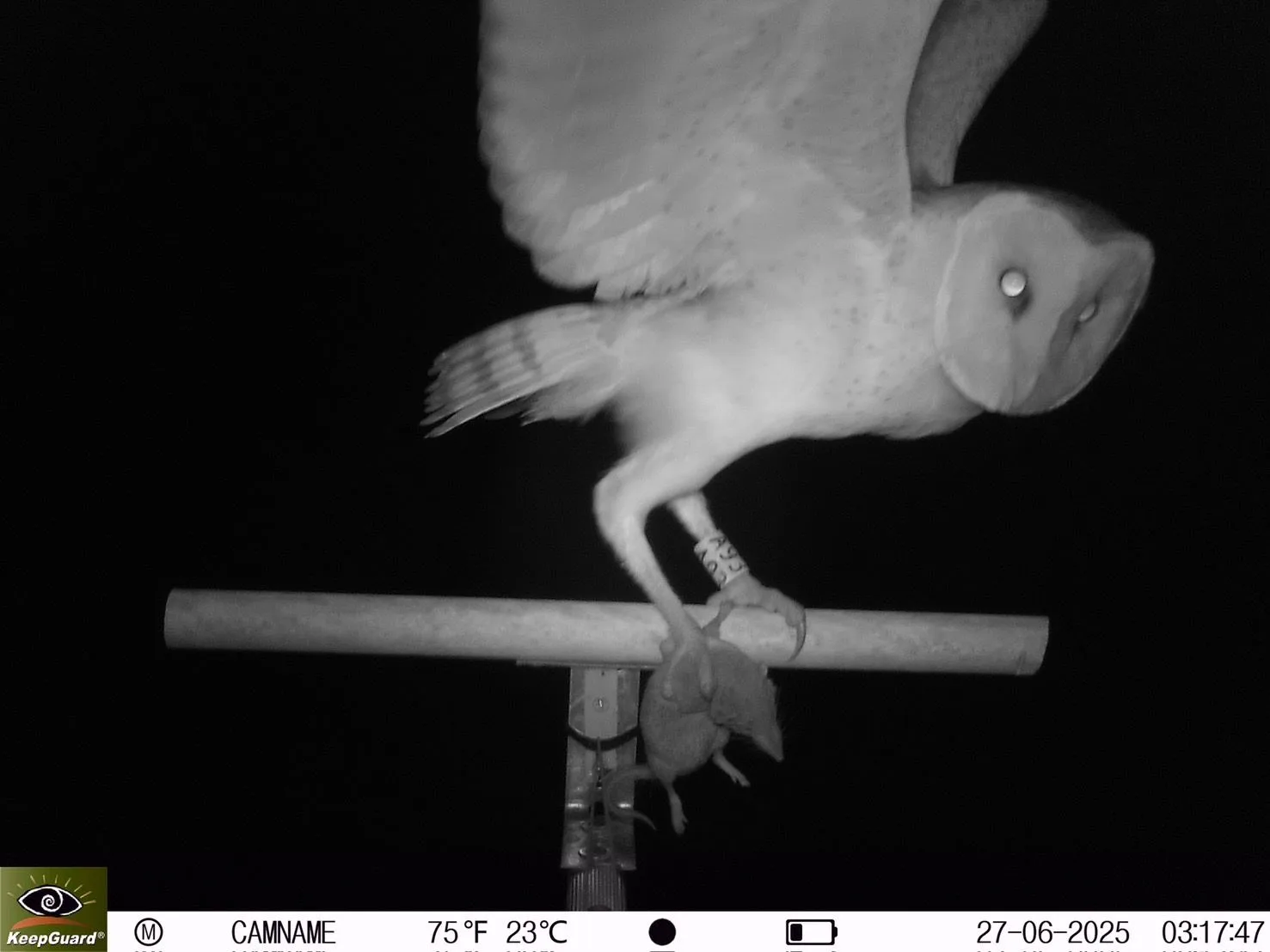 在友善農地成功紀錄到草鴞活動。昕昌生態科研提供