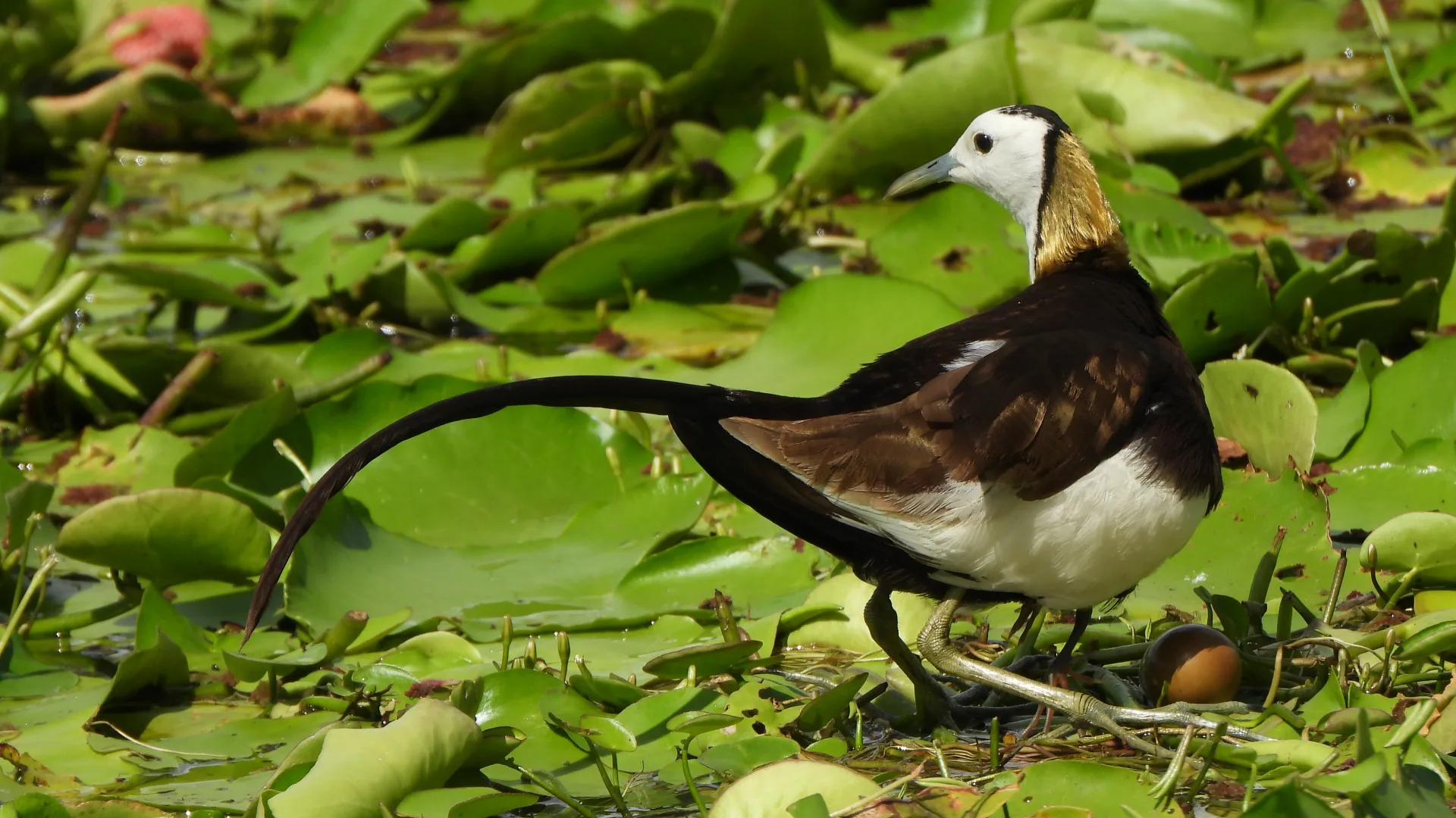 水雉每到繁殖季，羽毛會換成繁殖羽，其對比強烈、金光閃閃、尾羽奪目。李慧宜攝