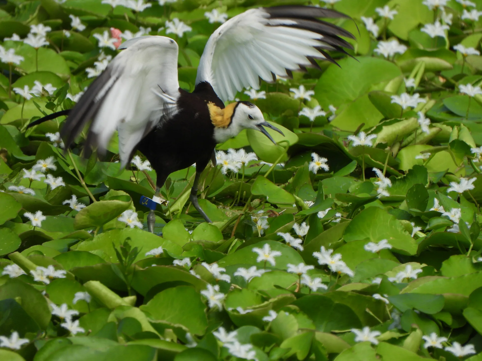 這隻水雉是美濃湖最受歡迎的網紅公鳥「雉久哥」，牠不只受到鳥友高度關注，也是近三年母水雉最愛的公鳥。在牠的翅膀關節轉彎處有尖銳的突出物稱為「翼突」，是水雉打架時很重要的武器。李慧宜攝