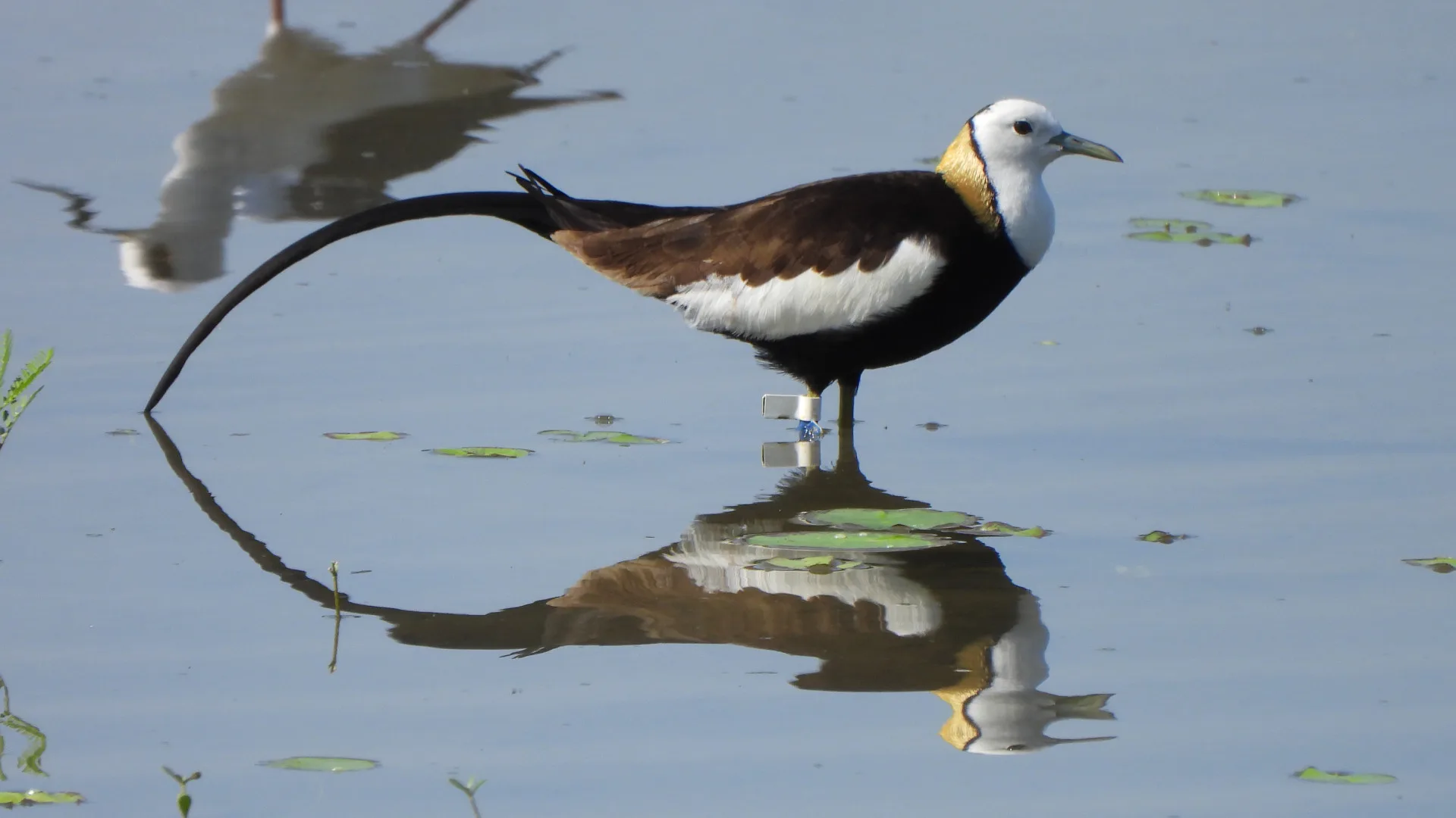 水雉是鳥界外貌協會的重要幹部。一到繁殖季，羽毛會換成繁殖羽，其對比強烈、金光閃閃、尾羽奪目，是新手鳥友輕鬆入門的鳥種之一。李慧宜攝