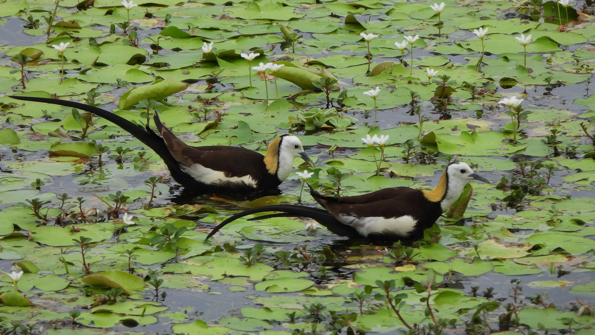 戰爭結束後，公、母水雉開始配對約會，一起覓食、理毛、夜棲，雙方如果合得來，母鳥又能接受公鳥，這對水雉就會進入築巢和交尾的階段。李慧宜攝