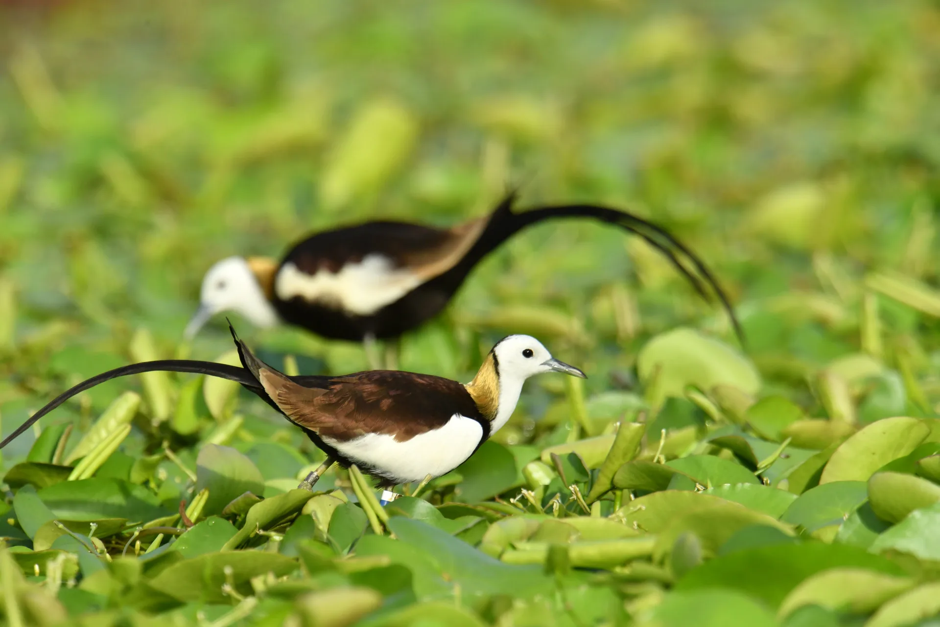 戰爭結束後，公、母水雉開始配對約會，一起覓食、理毛、夜棲，雙方如果合得來，母鳥又能接受公鳥，這對水雉就會進入築巢和交尾的階段。李慧宜攝