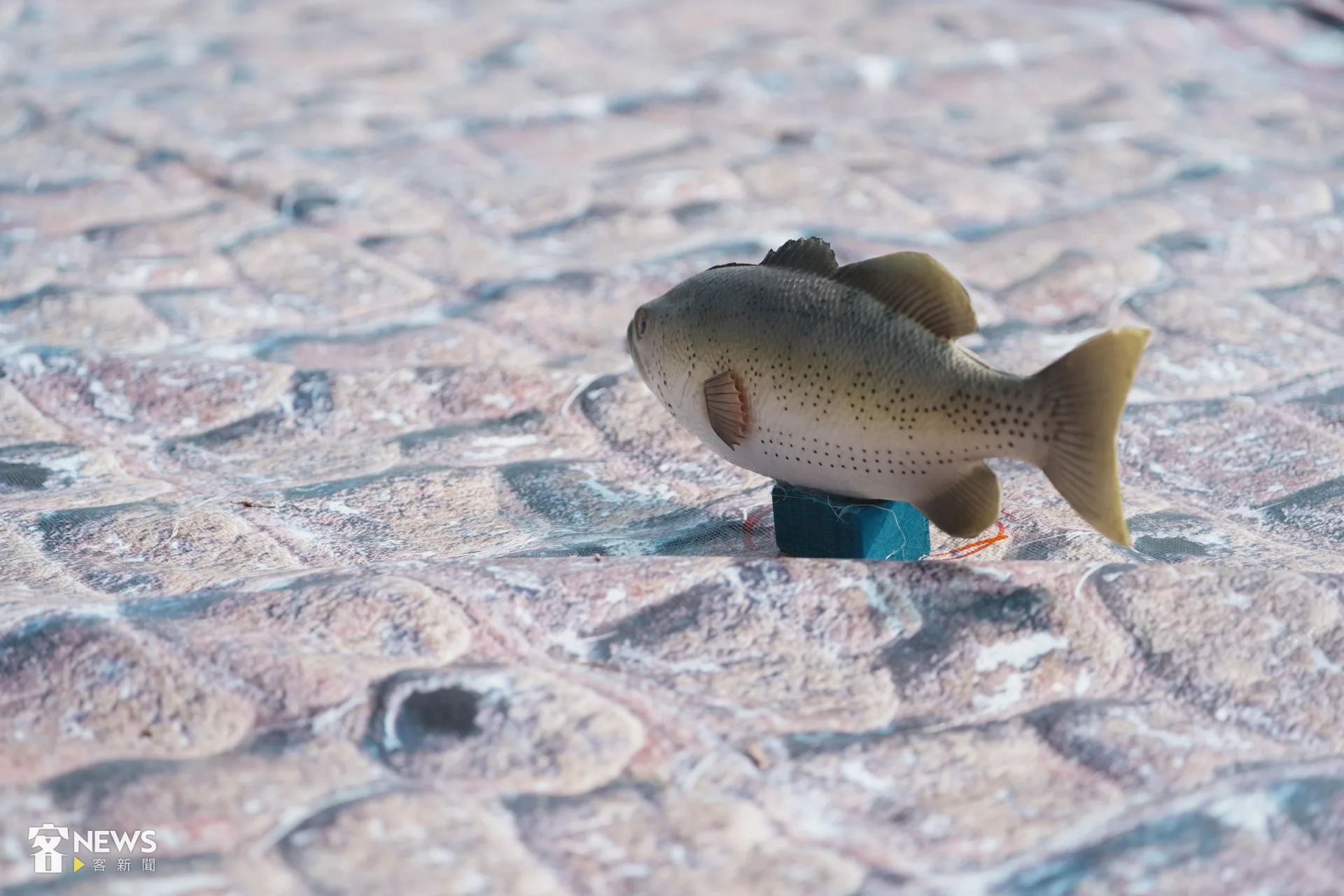 趣味競賽「一網天下」必須使用漁網撈回模型魚。李台源攝