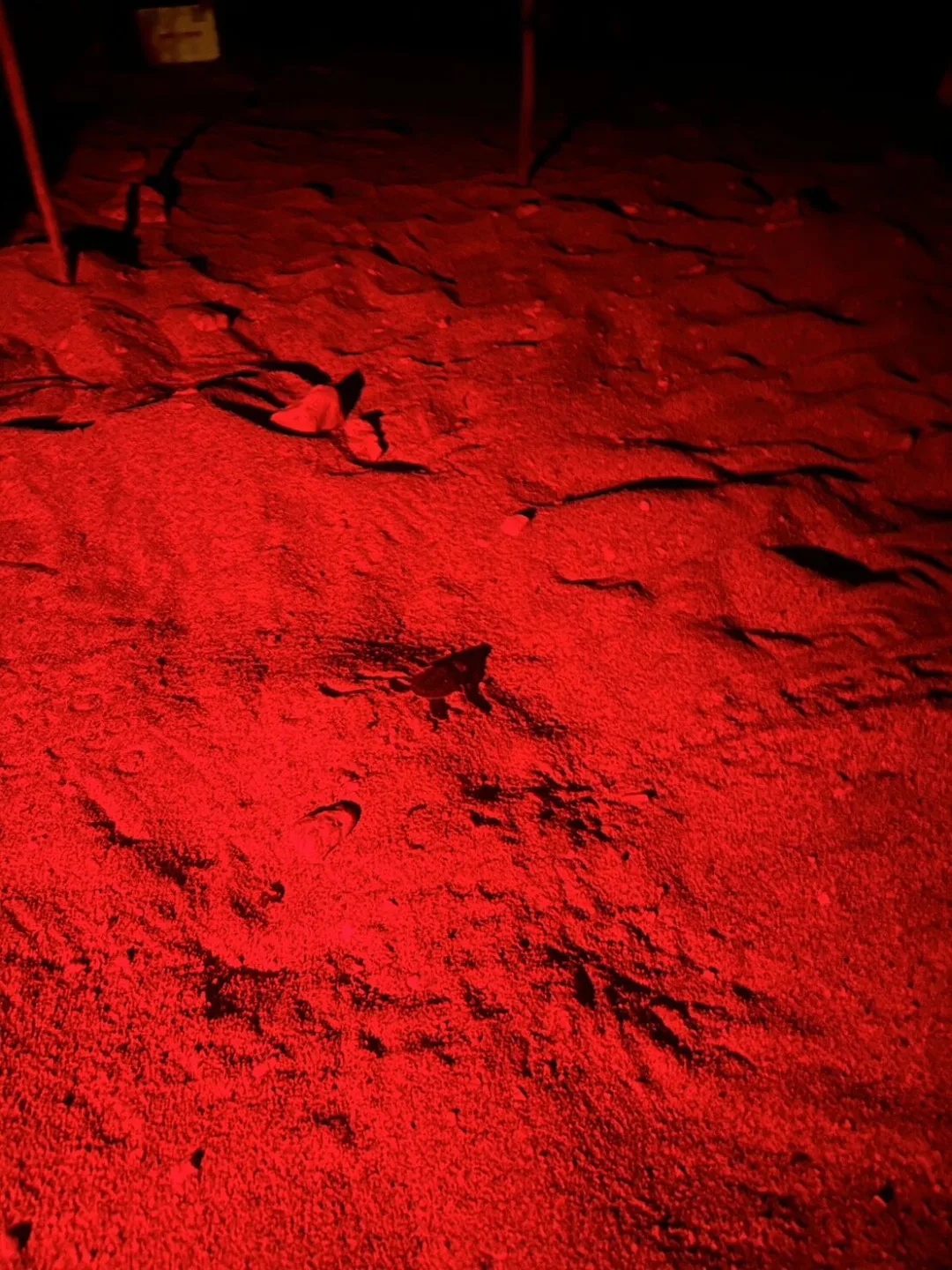 海洋保育署觀測紀錄到去年12月產卵的綠蠵龜窩卵，稚龜陸續孵化破殼而出。海保署提供