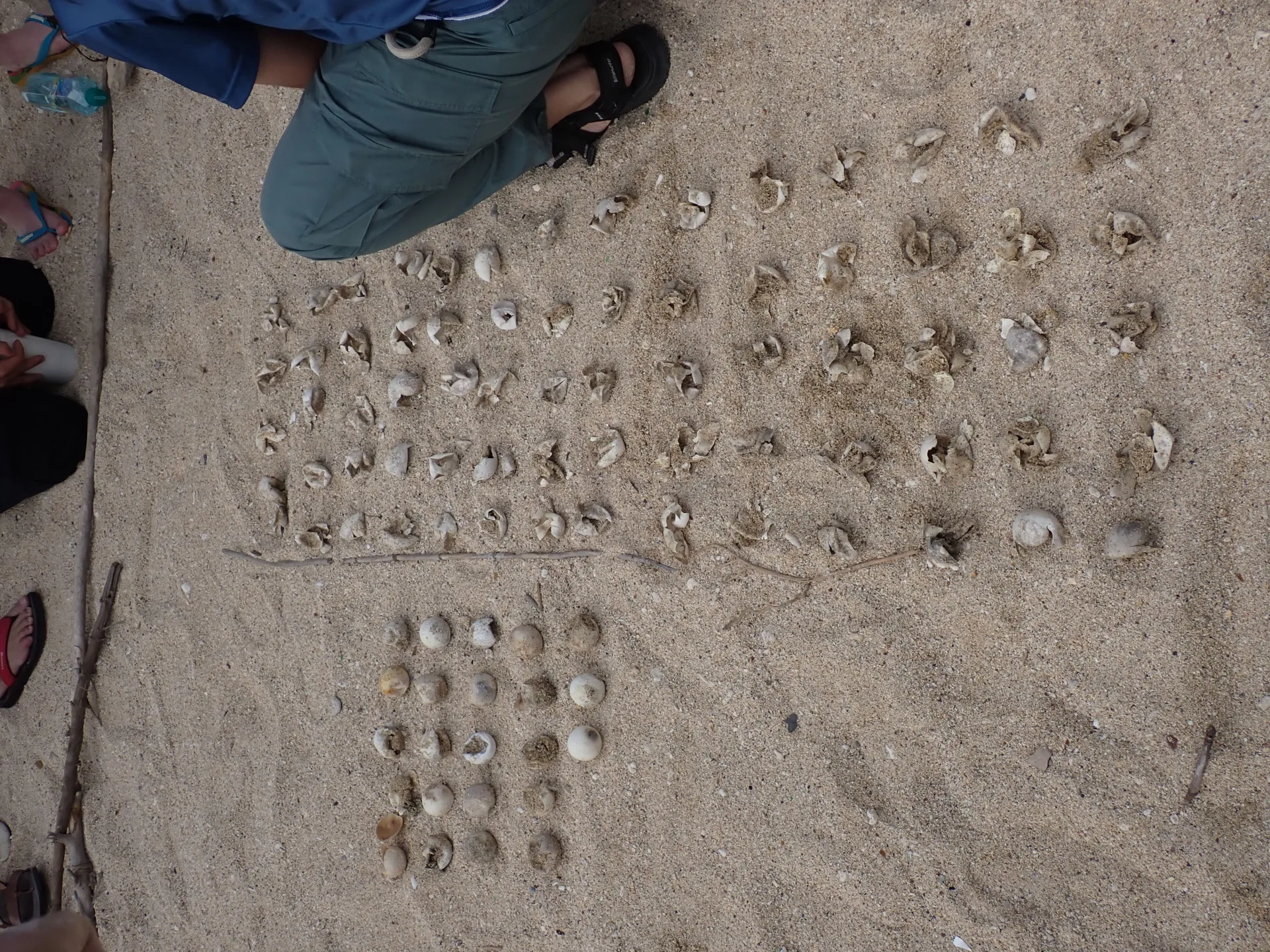 海保署委託台灣咾咕嶼協會調查，發現該窩卵共94顆，成功孵化70隻稚龜，孵化率約74%，卵窩孵化期間平均溫度為25.2度。