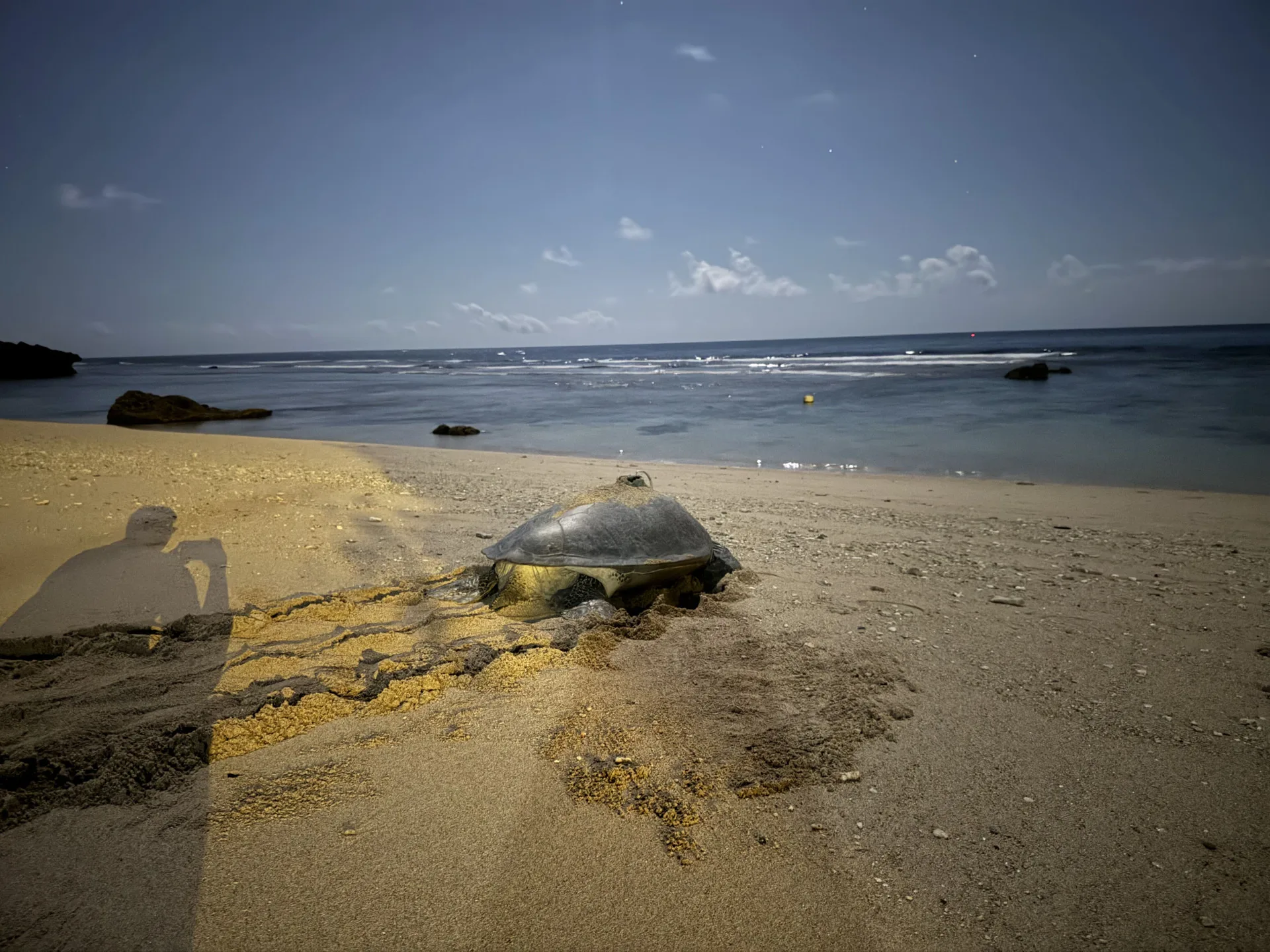 TWOCA0605母龜完成第七次產卵後返回大海。海保署提供