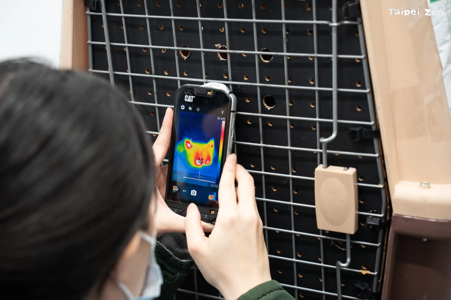 北市立動物園員工隨時留意小貓熊茜茜狀態。