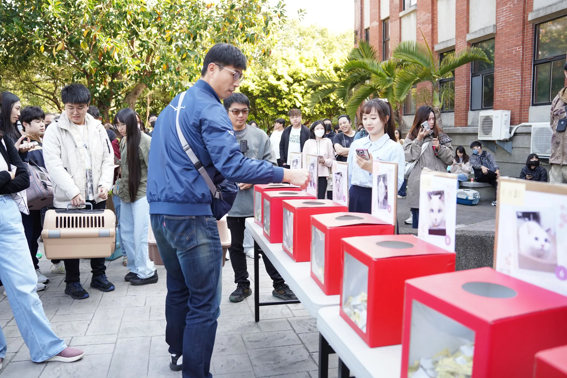 263位民眾爭搶當8隻布偶貓主人。