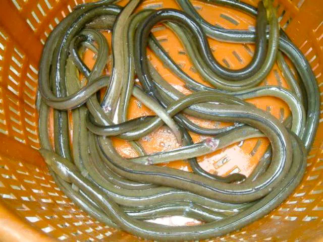 長在河海之間的裙蛇鰻是越來越少了。陳權欣攝