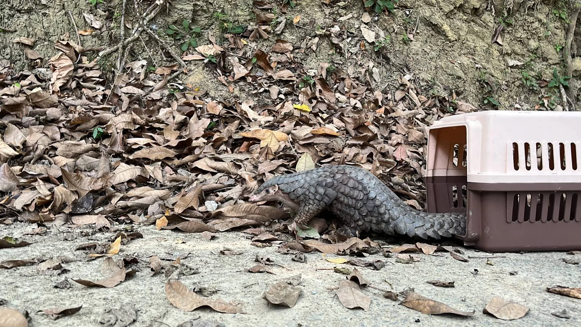 經救傷後康復回歸自然的穿山甲。翻攝山林悠遊網