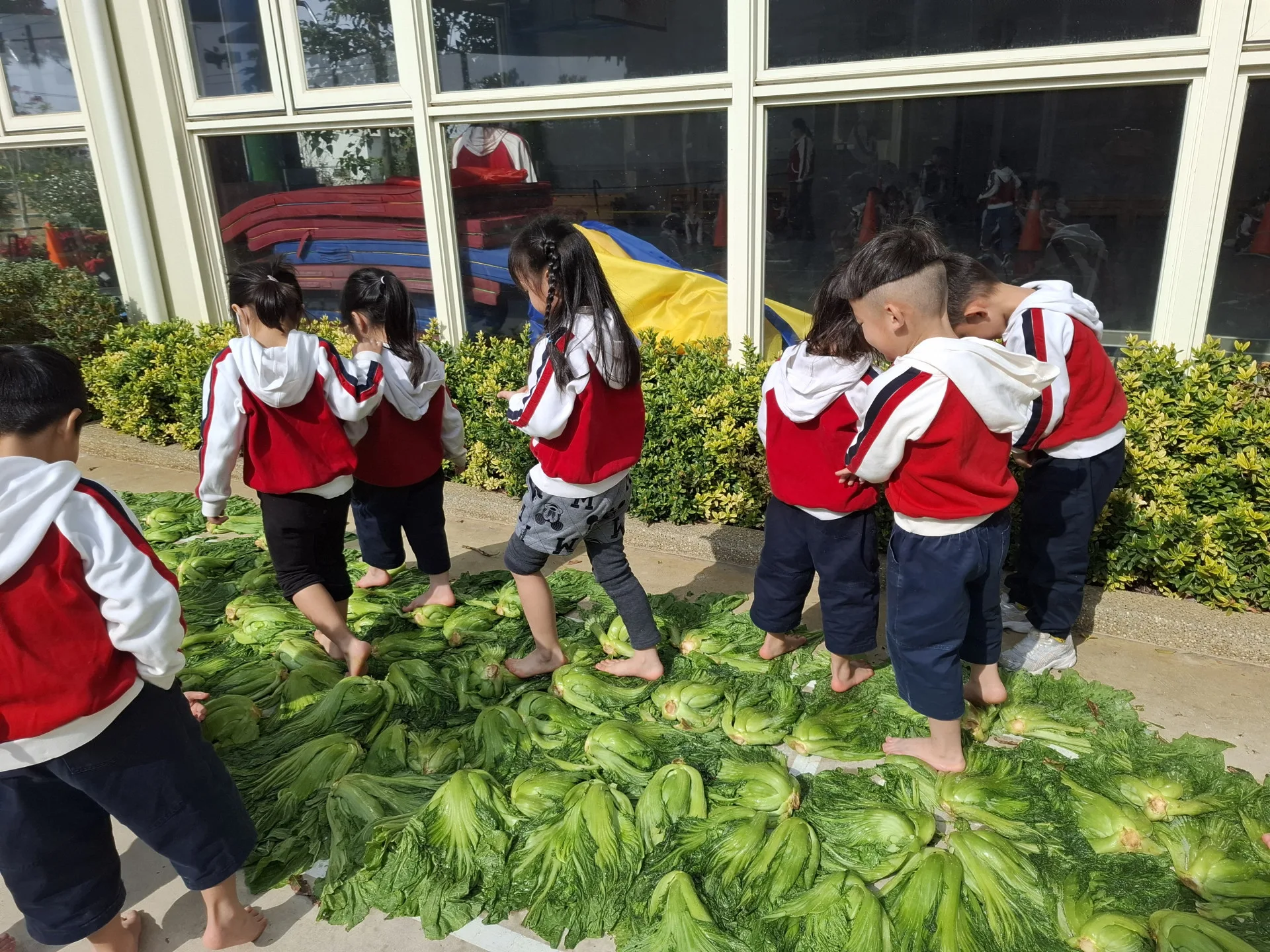 幼兒園小朋友跺鹹菜。鍾鳳珠提供